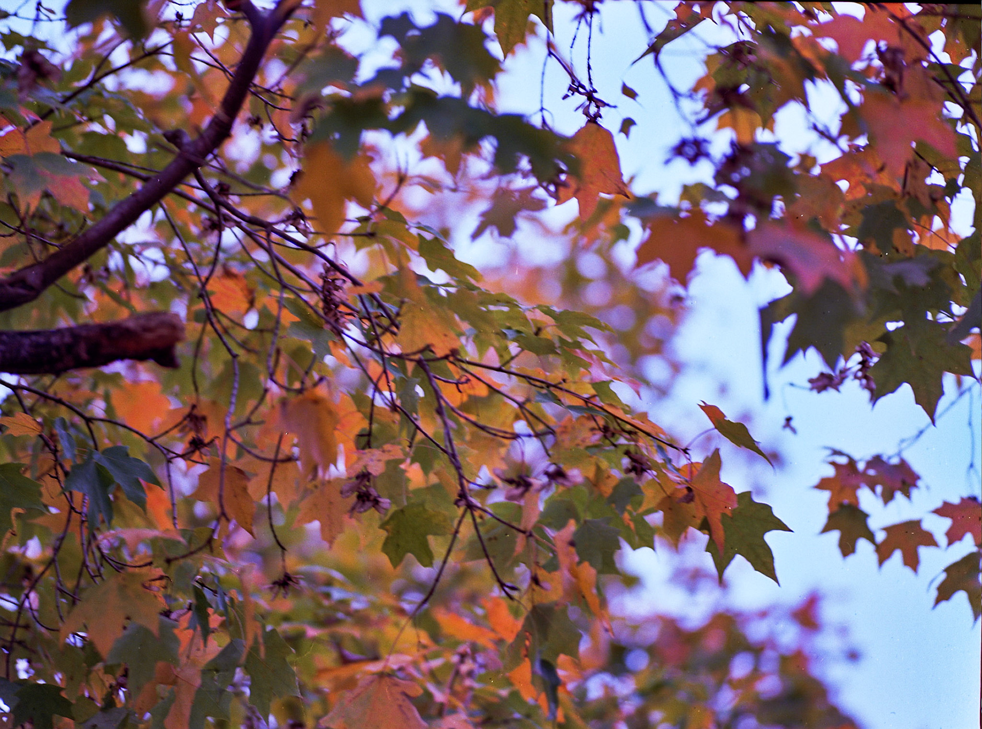 Autosave-File vom d-lab2/3 der AgfaPhoto GmbH