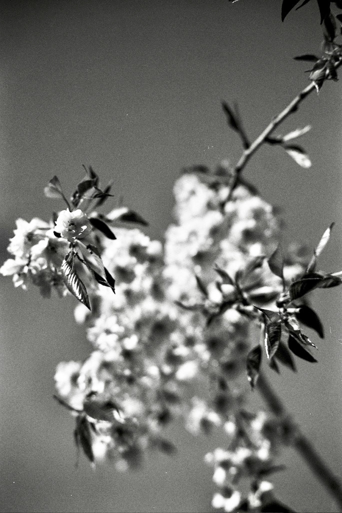 Autosave-File vom d-lab2/3 der AgfaPhoto GmbH