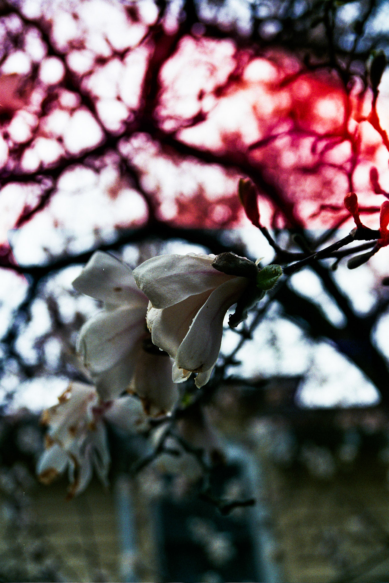 Autosave-File vom d-lab2/3 der AgfaPhoto GmbH