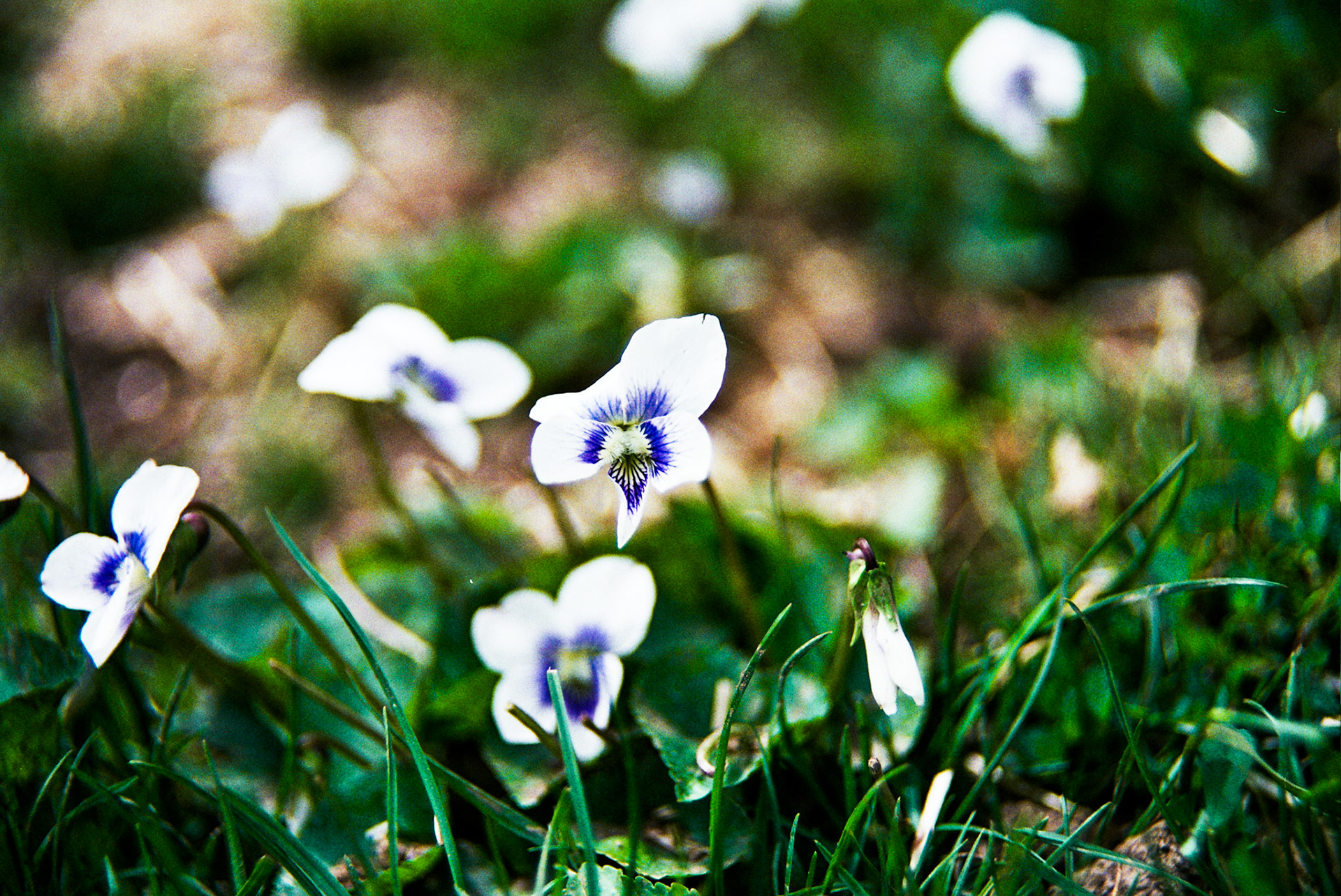 Autosave-File vom d-lab2/3 der AgfaPhoto GmbH