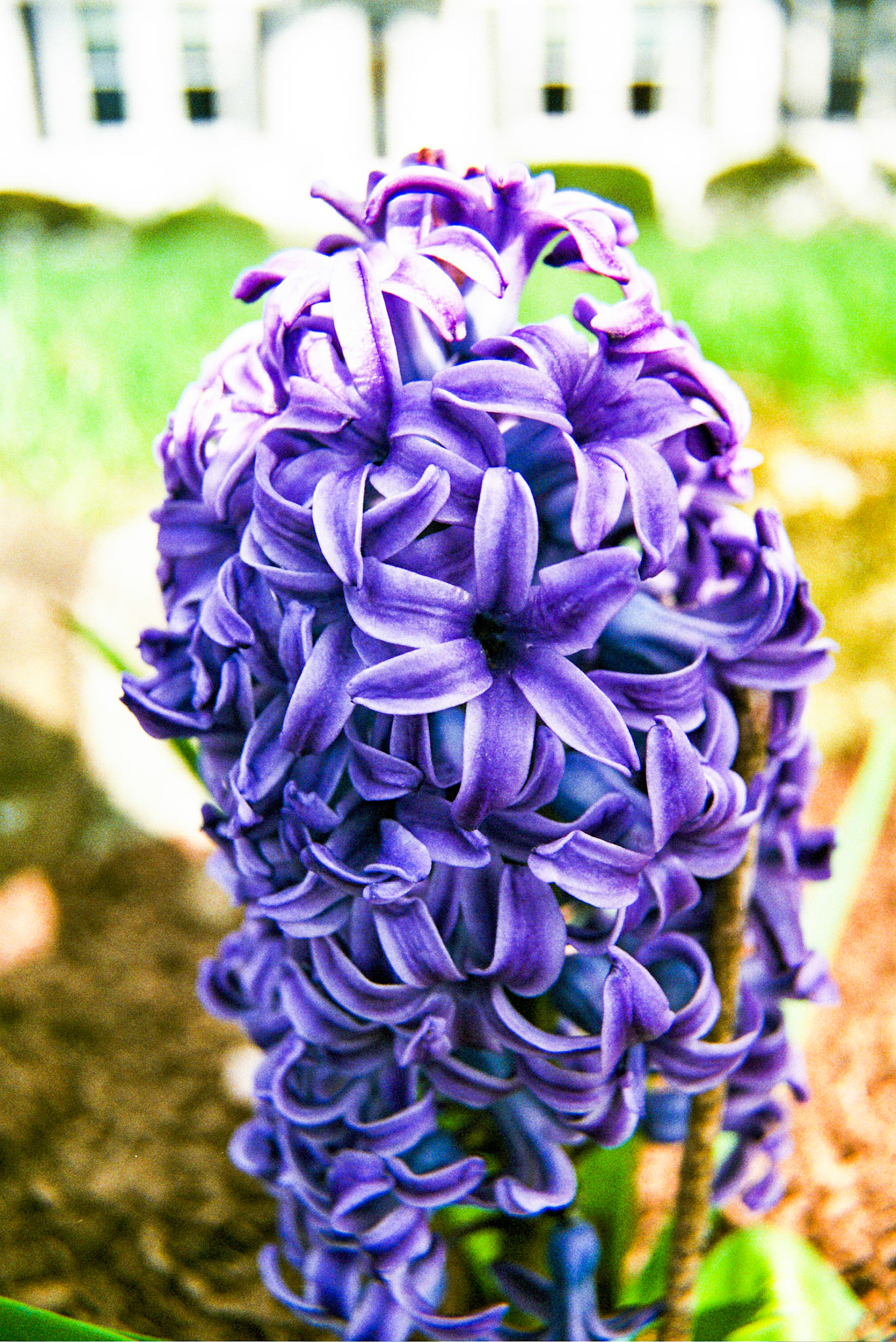 Autosave-File vom d-lab2/3 der AgfaPhoto GmbH