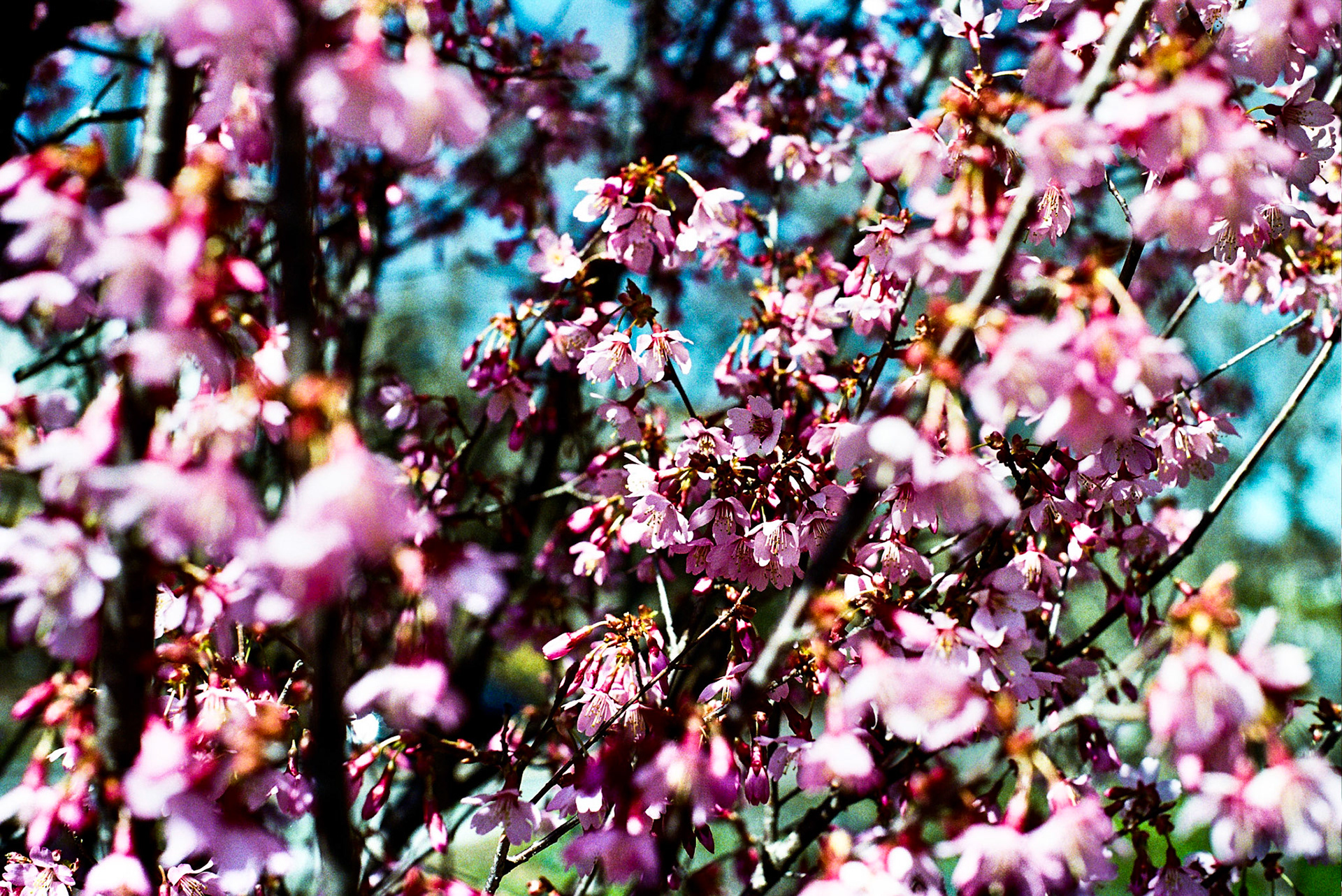 Autosave-File vom d-lab2/3 der AgfaPhoto GmbH