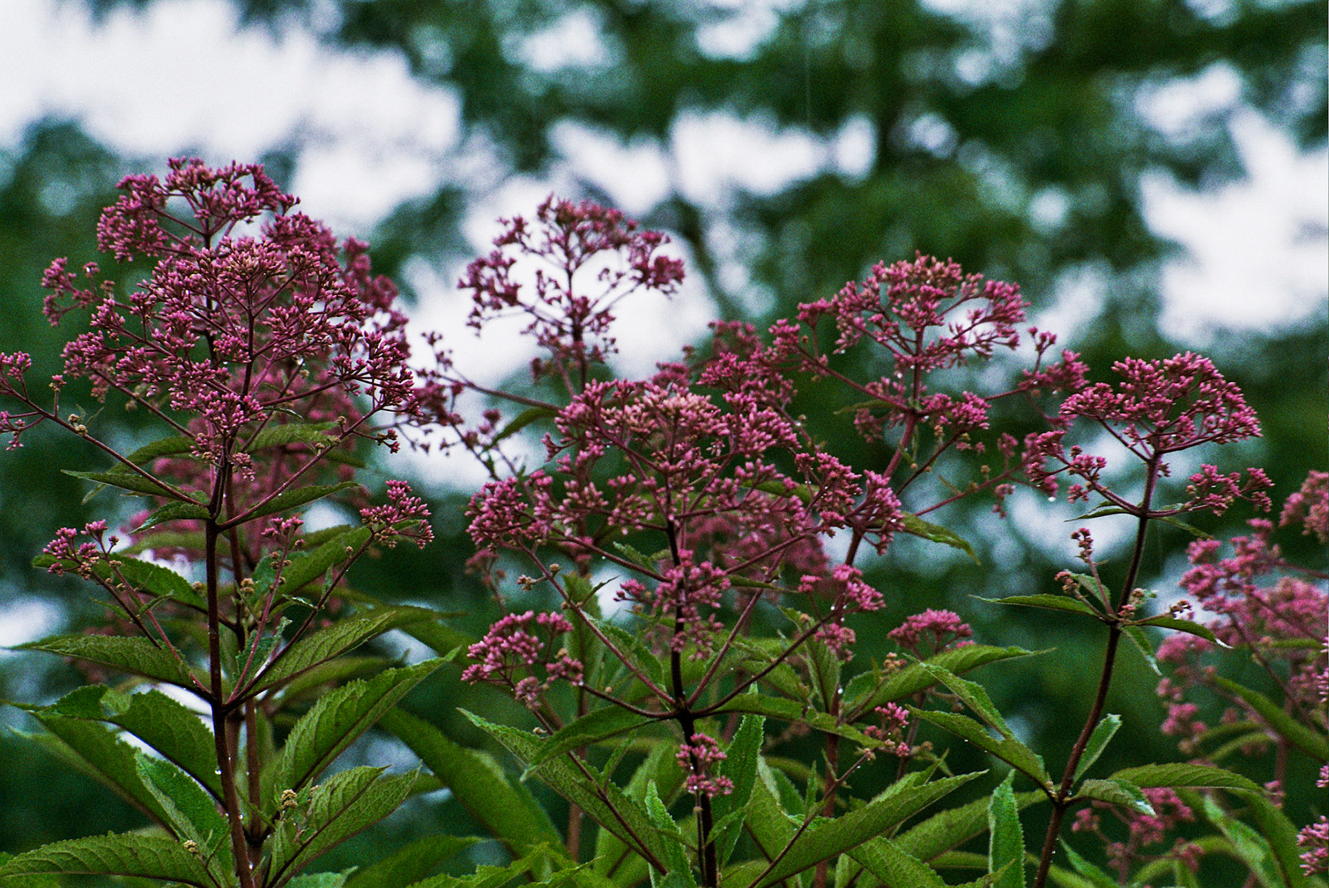 Autosave-File vom d-lab2/3 der AgfaPhoto GmbH