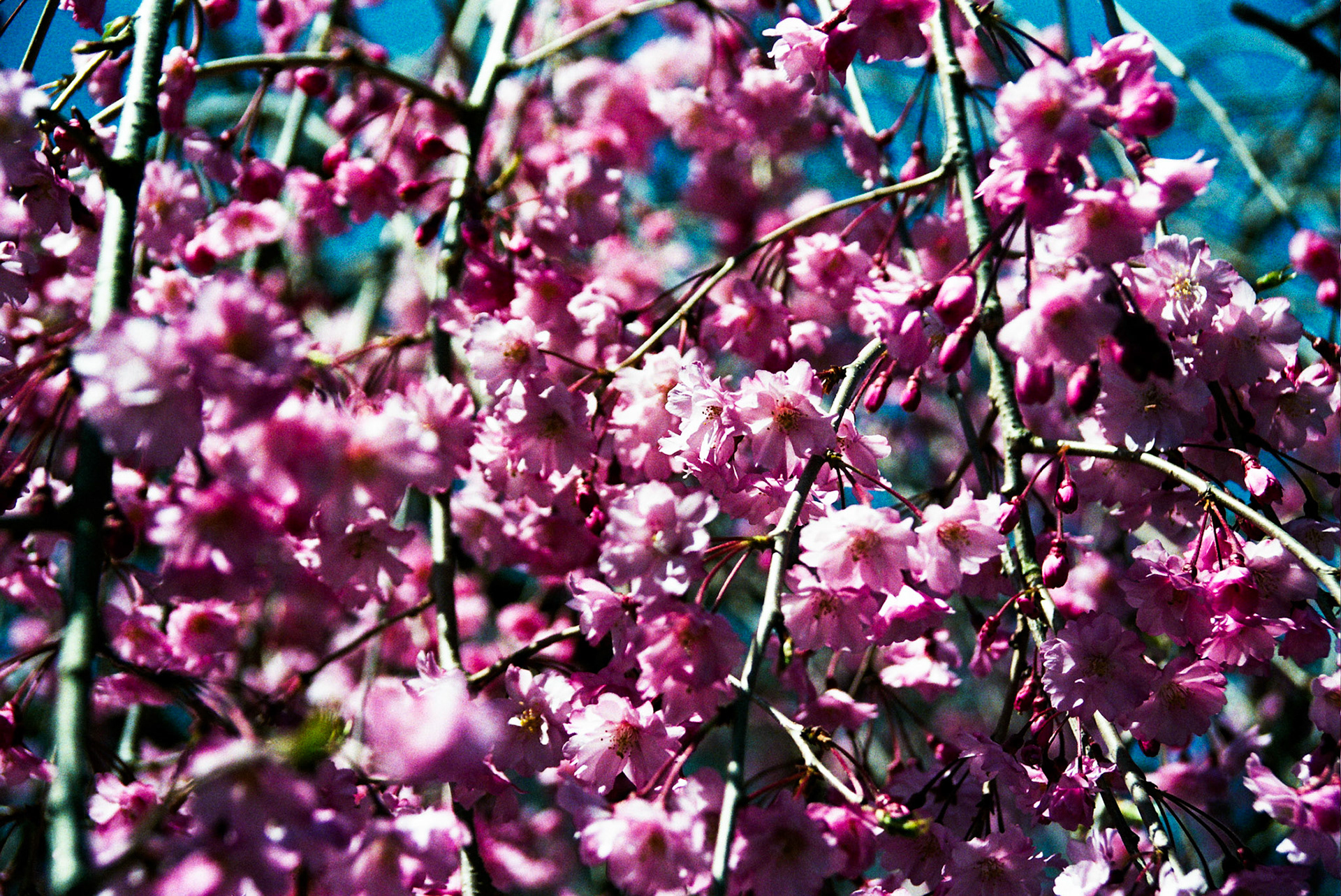 Autosave-File vom d-lab2/3 der AgfaPhoto GmbH