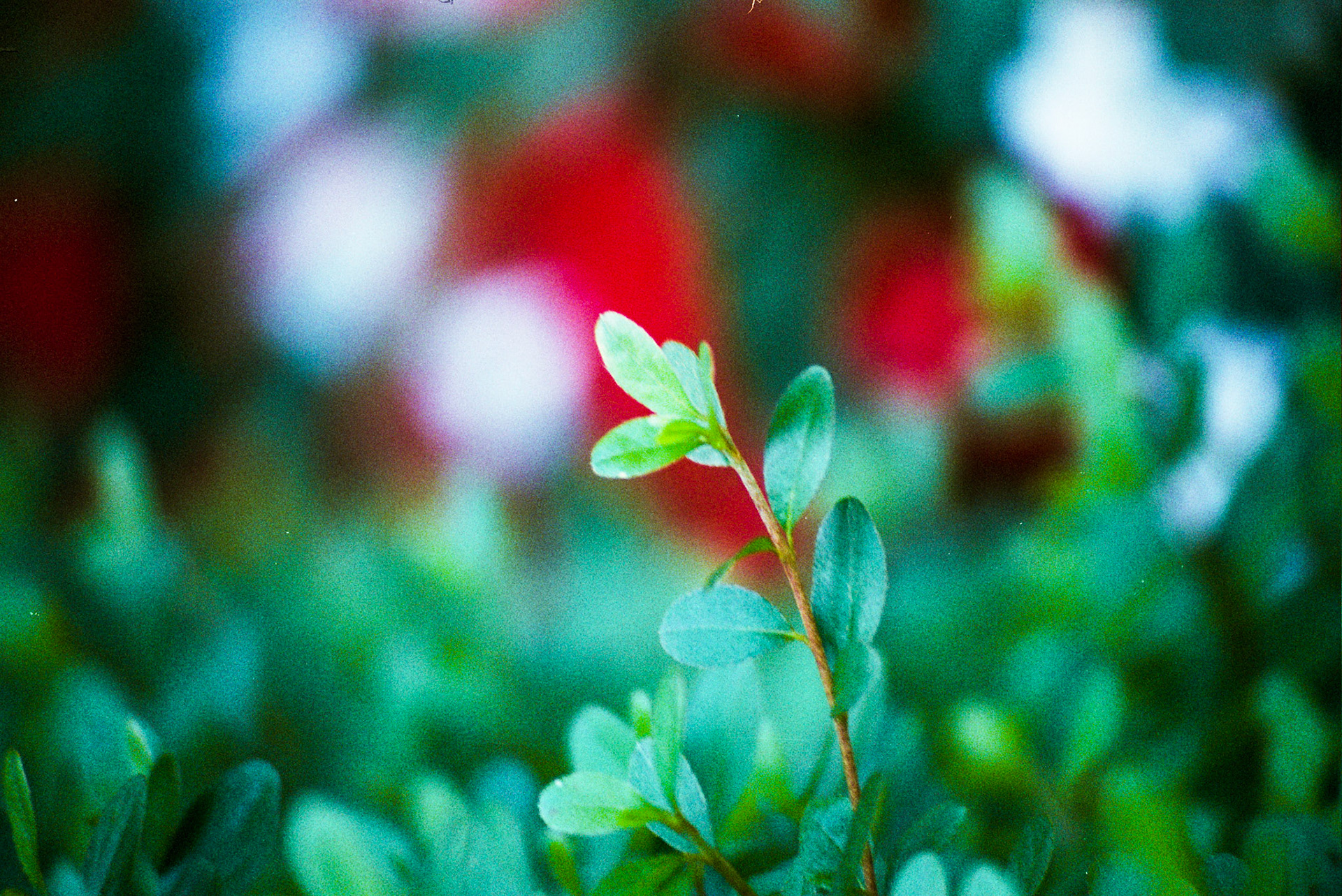 Autosave-File vom d-lab2/3 der AgfaPhoto GmbH