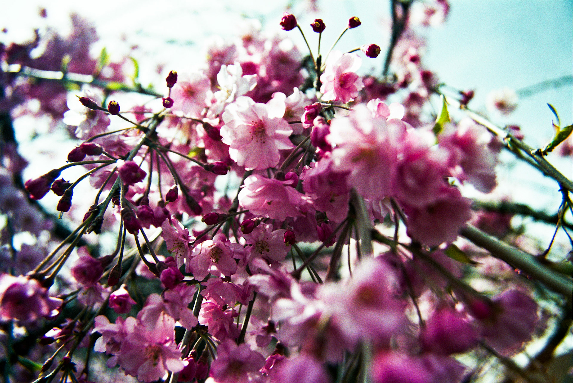 Autosave-File vom d-lab2/3 der AgfaPhoto GmbH