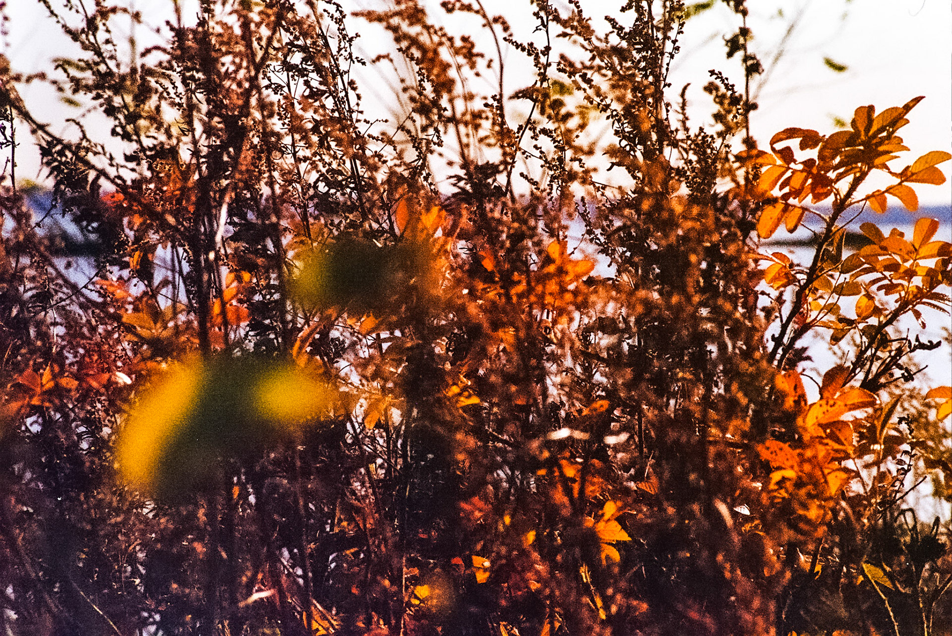 Autosave-File vom d-lab2/3 der AgfaPhoto GmbH