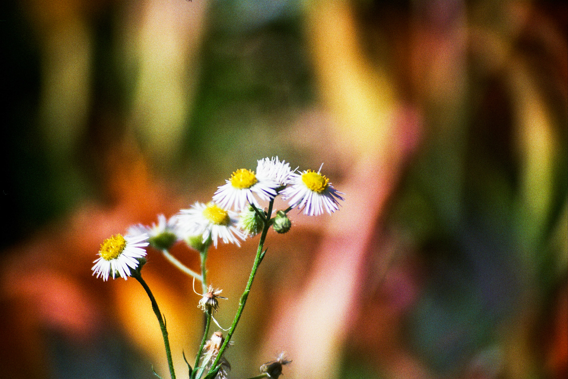 Autosave-File vom d-lab2/3 der AgfaPhoto GmbH