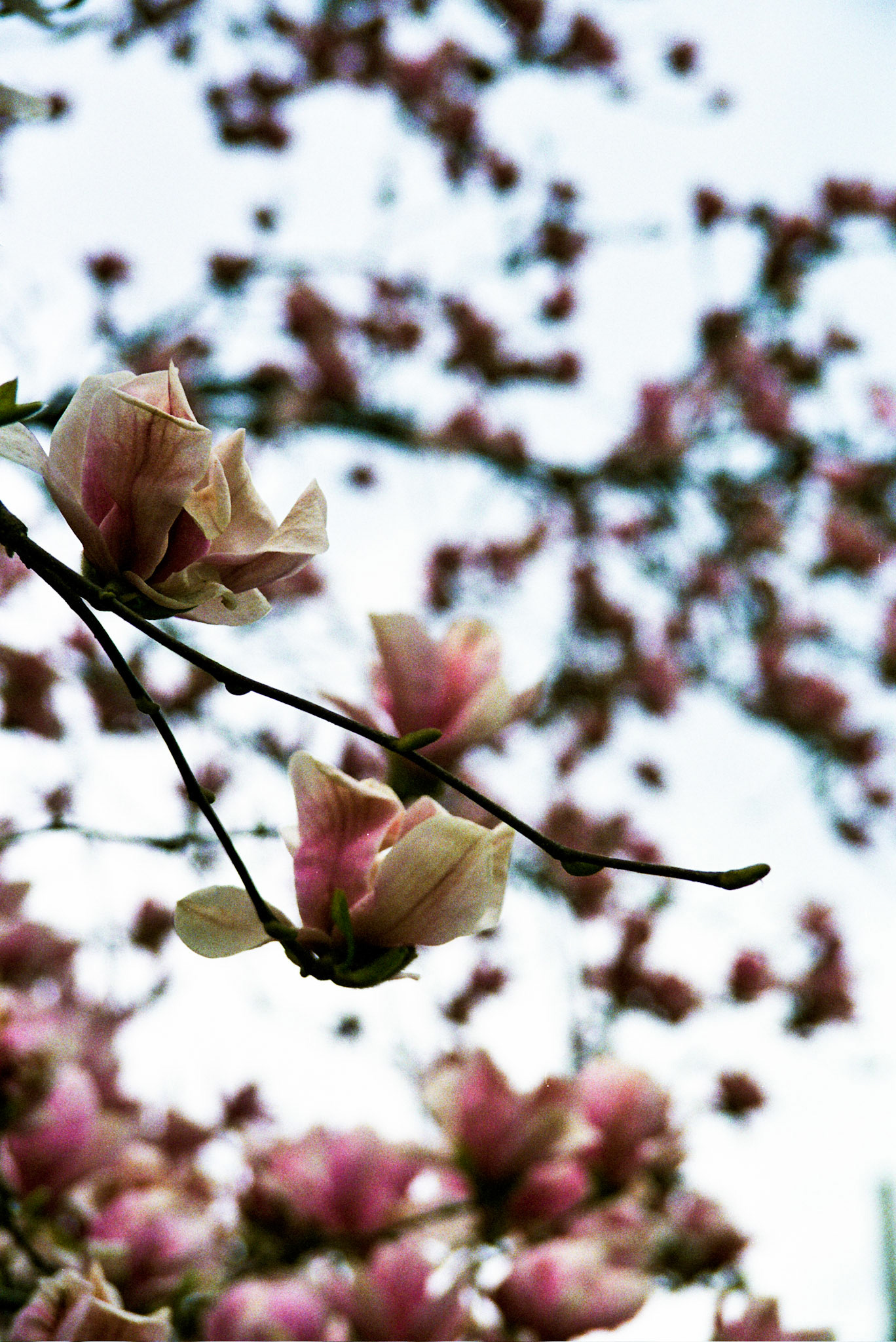 Autosave-File vom d-lab2/3 der AgfaPhoto GmbH