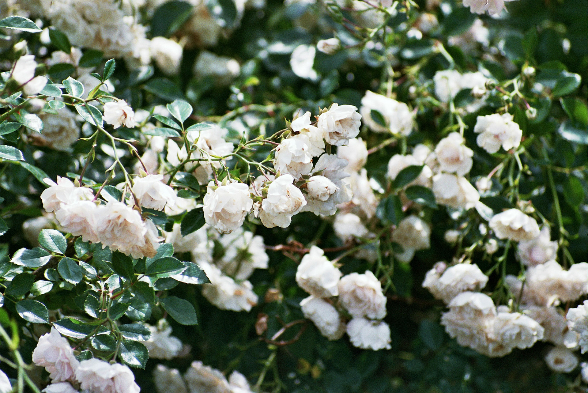 Autosave-File vom d-lab2/3 der AgfaPhoto GmbH