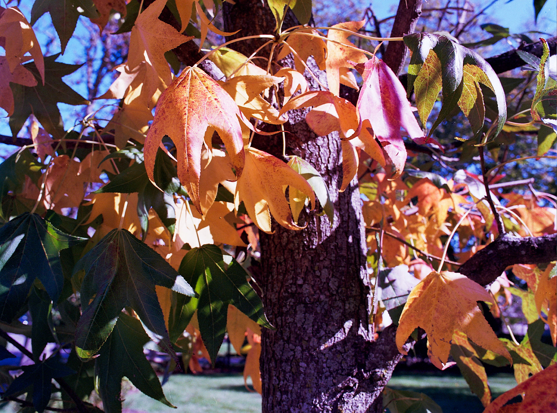 Autosave-File vom d-lab2/3 der AgfaPhoto GmbH