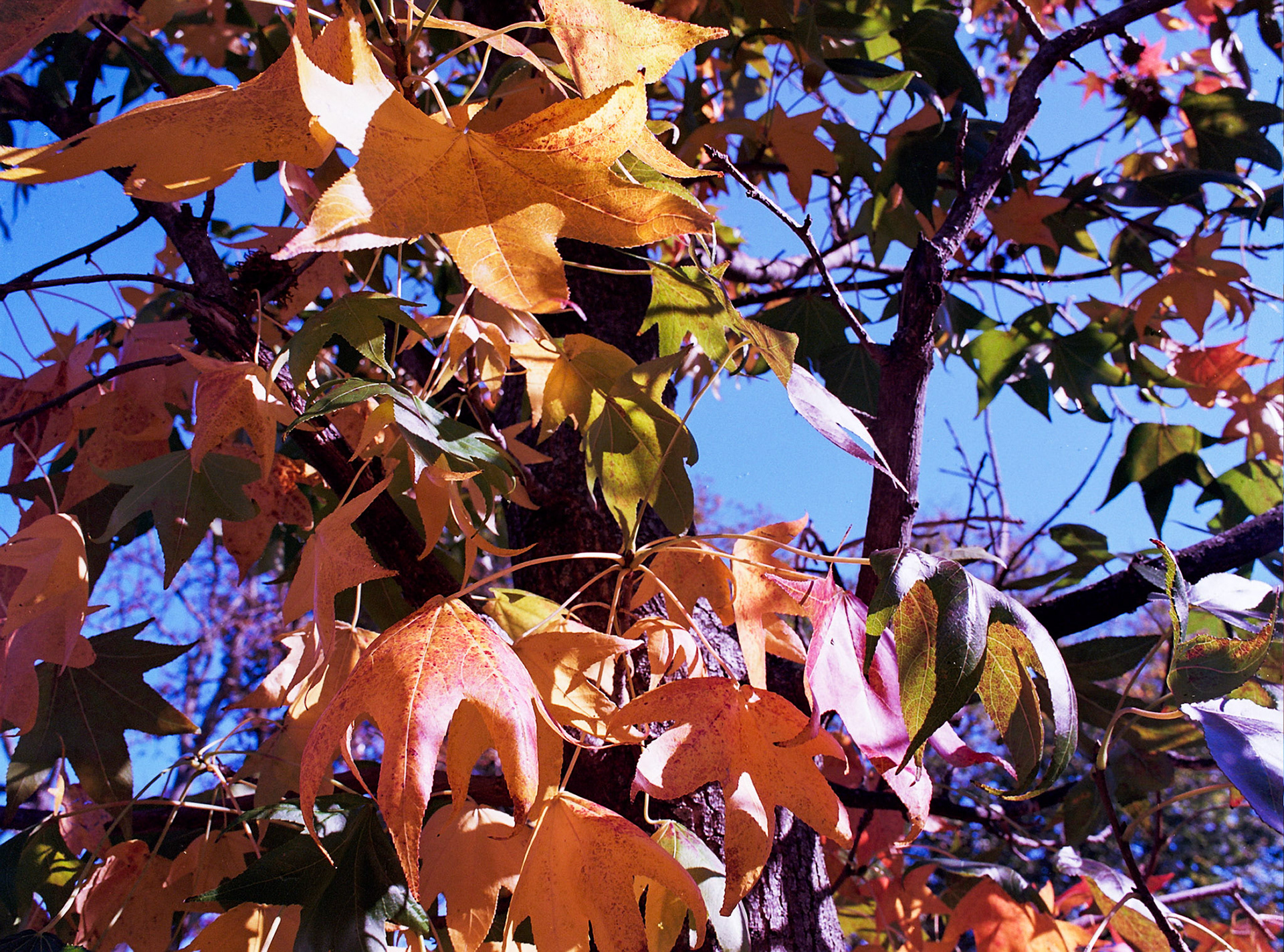 Autosave-File vom d-lab2/3 der AgfaPhoto GmbH