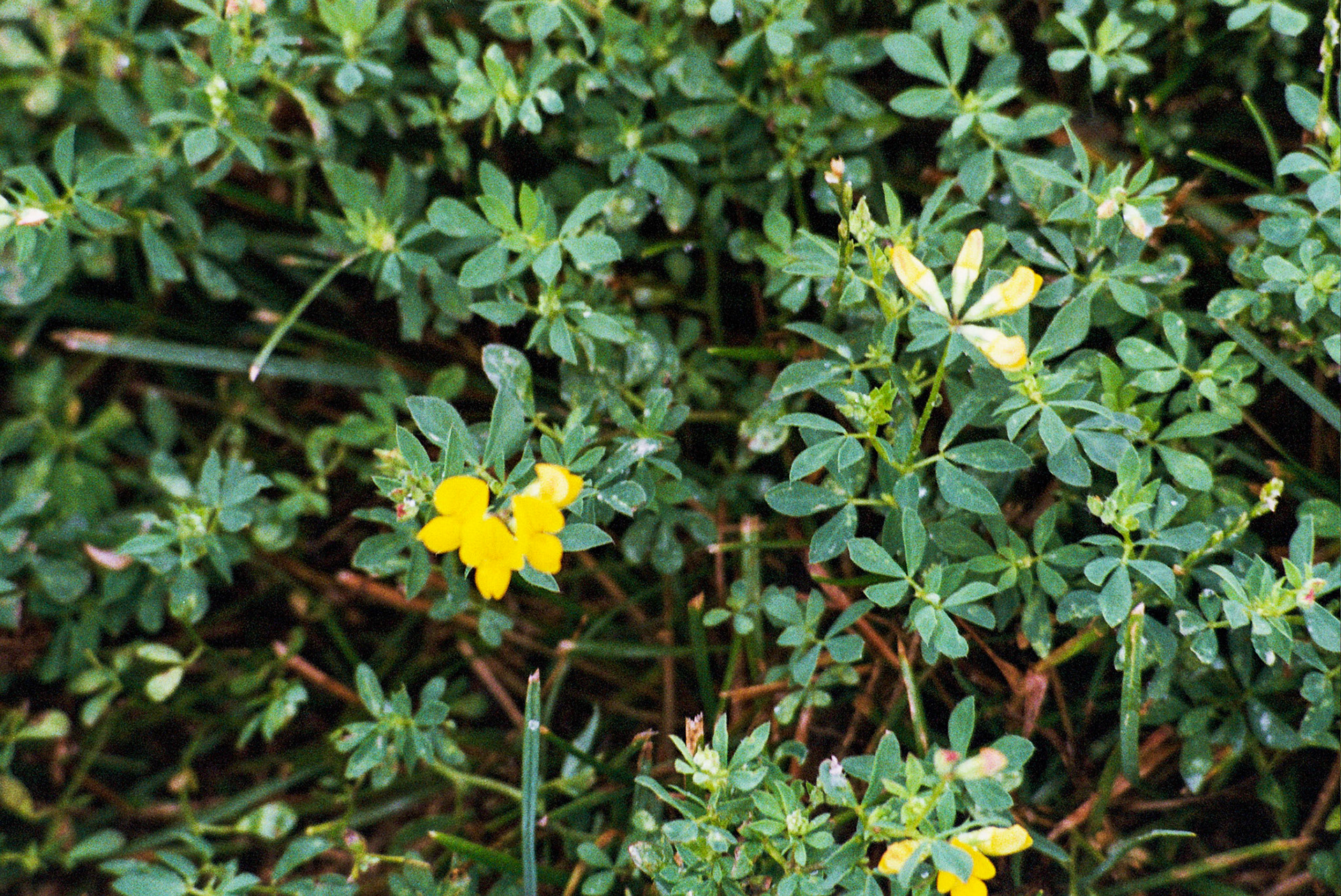 Autosave-File vom d-lab2/3 der AgfaPhoto GmbH