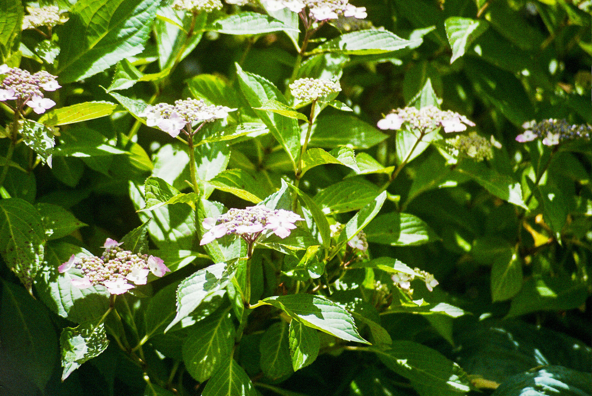 Autosave-File vom d-lab2/3 der AgfaPhoto GmbH