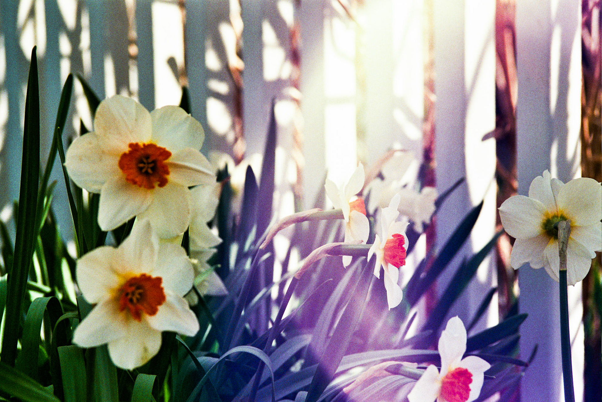 Autosave-File vom d-lab2/3 der AgfaPhoto GmbH