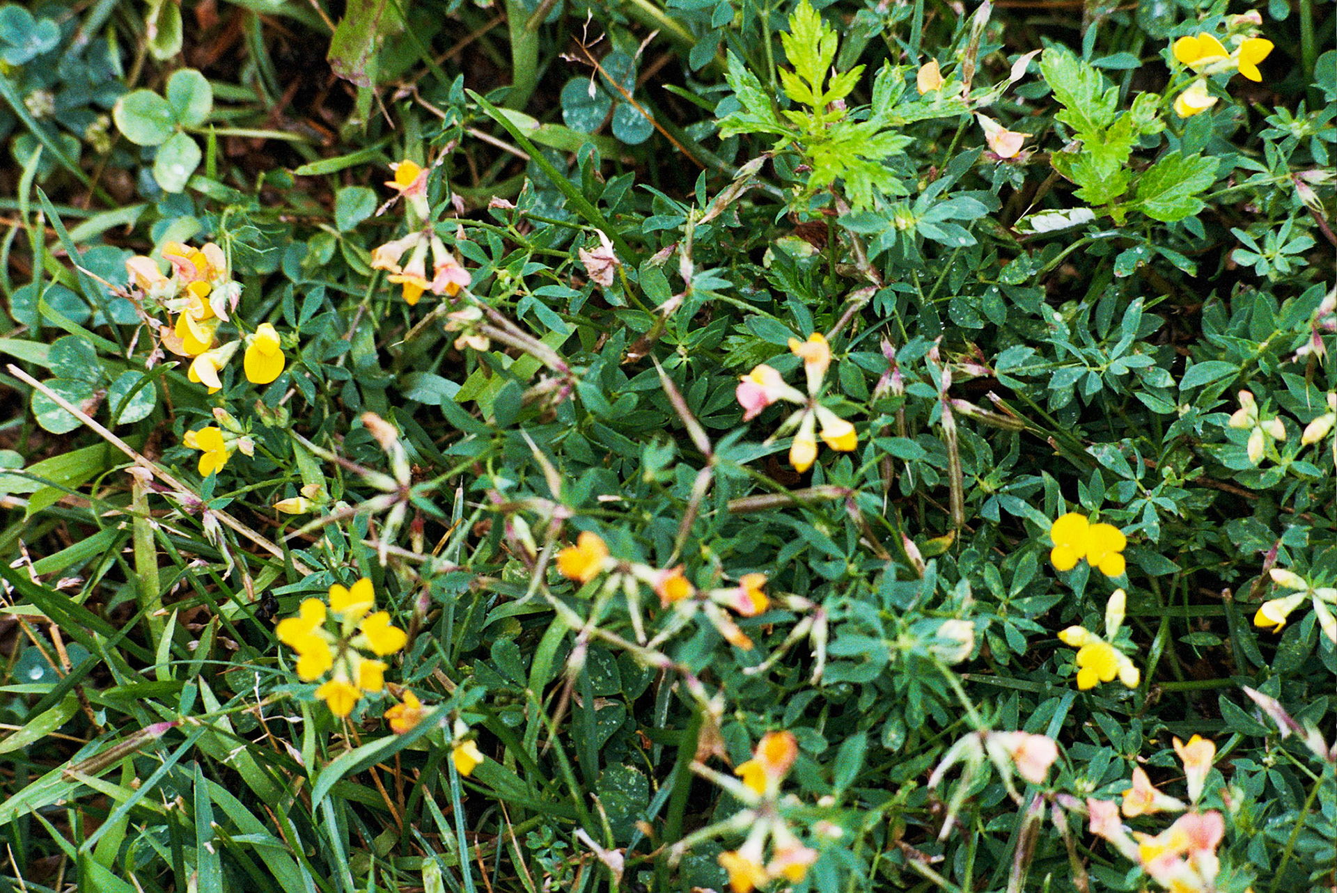 Autosave-File vom d-lab2/3 der AgfaPhoto GmbH