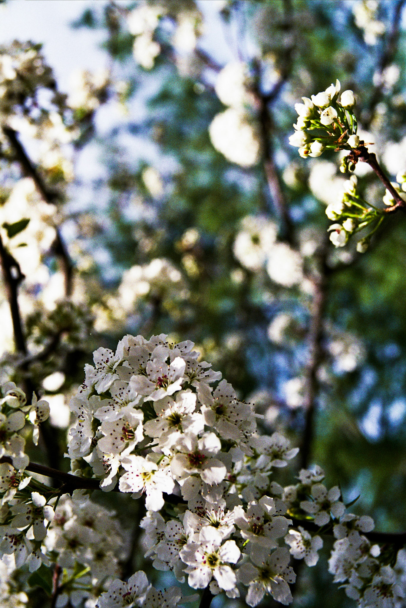 Autosave-File vom d-lab2/3 der AgfaPhoto GmbH