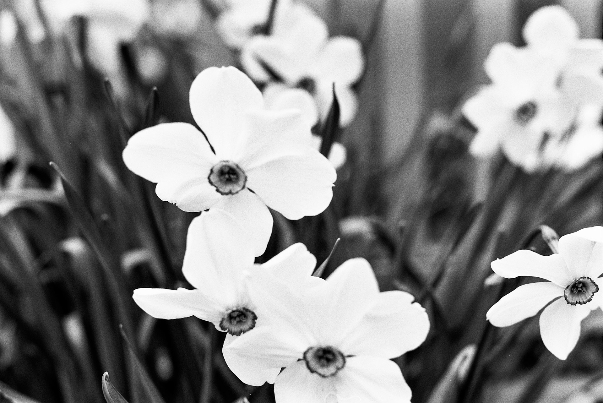 Autosave-File vom d-lab2/3 der AgfaPhoto GmbH