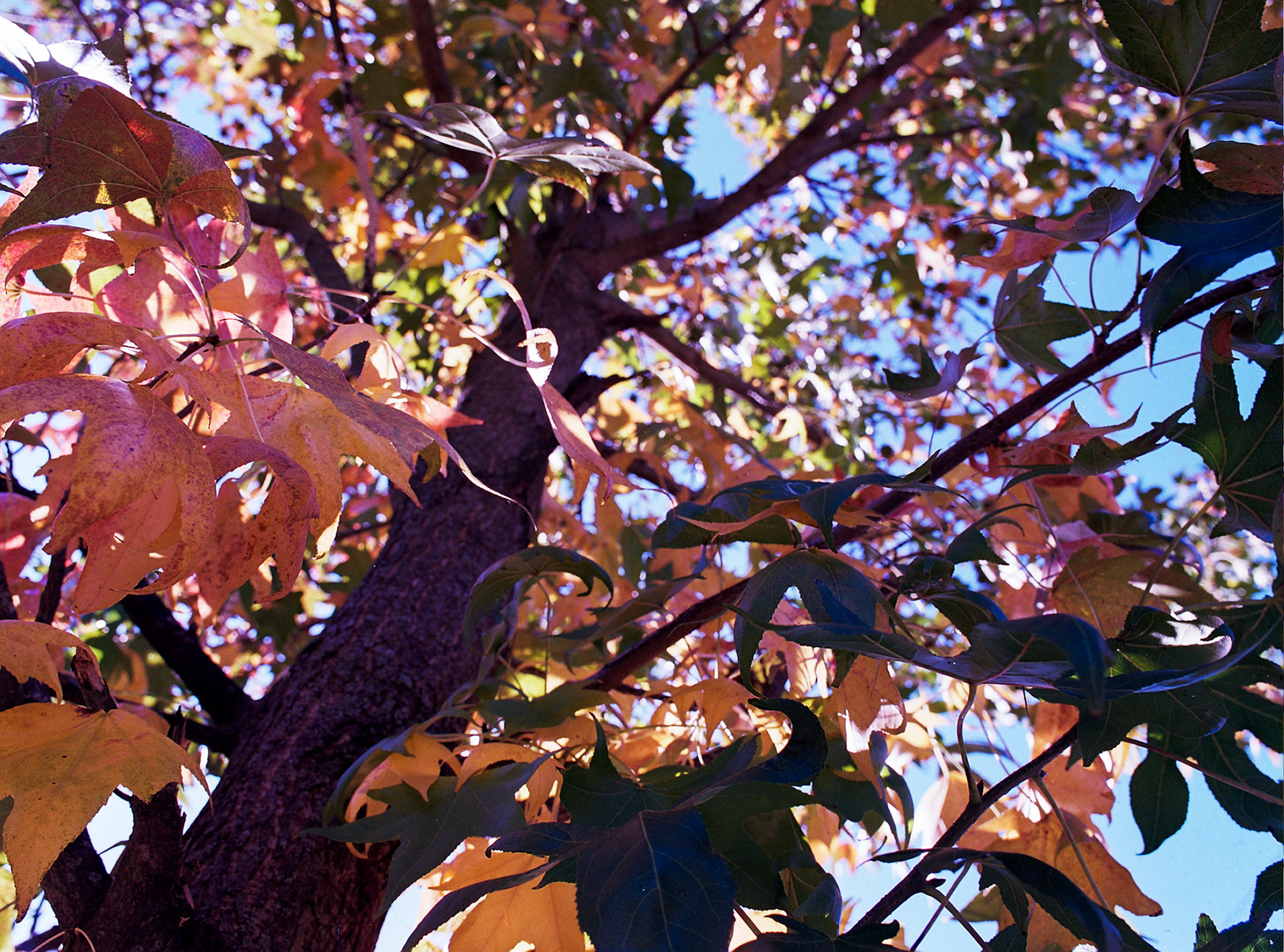 Autosave-File vom d-lab2/3 der AgfaPhoto GmbH