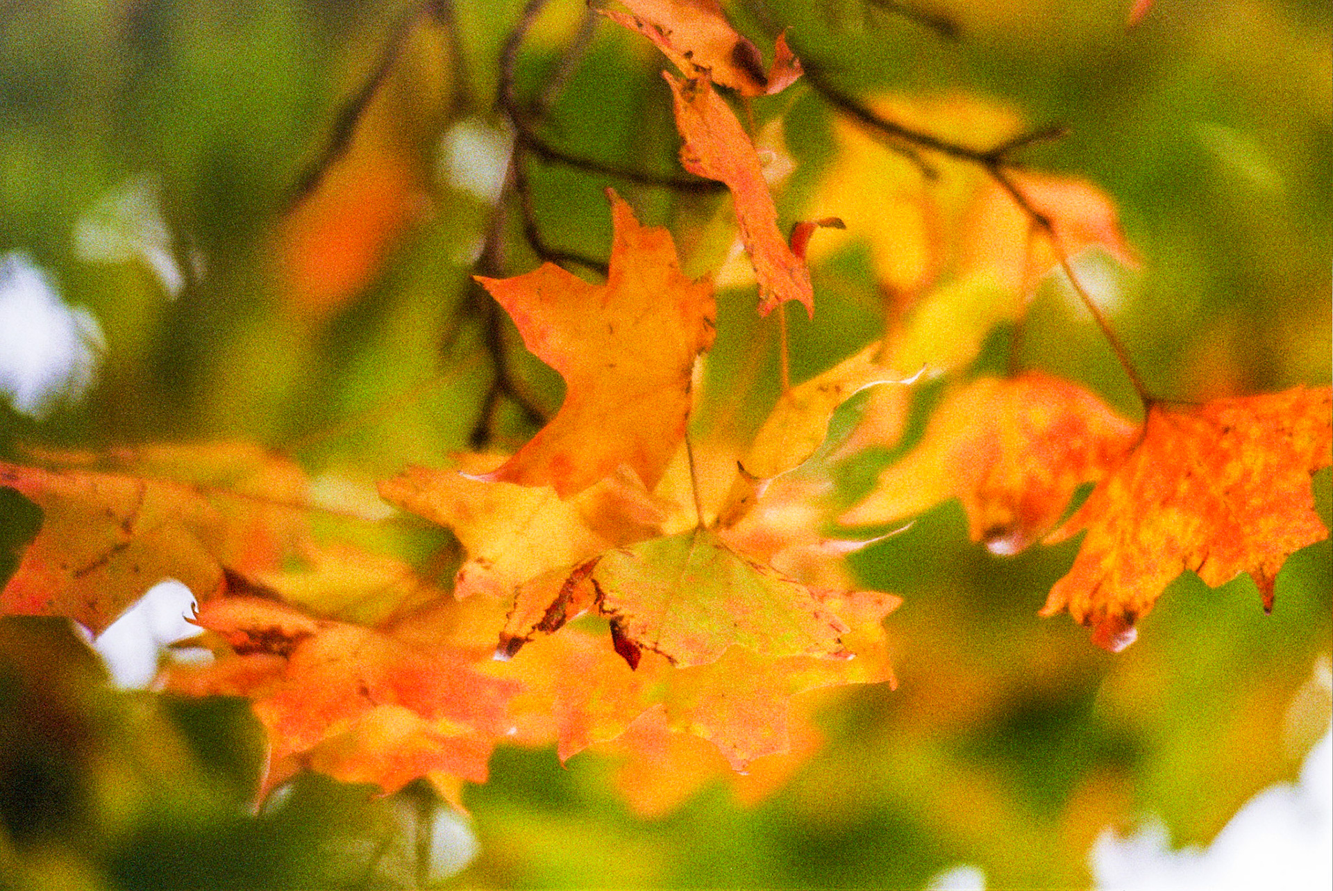 Autosave-File vom d-lab2/3 der AgfaPhoto GmbH