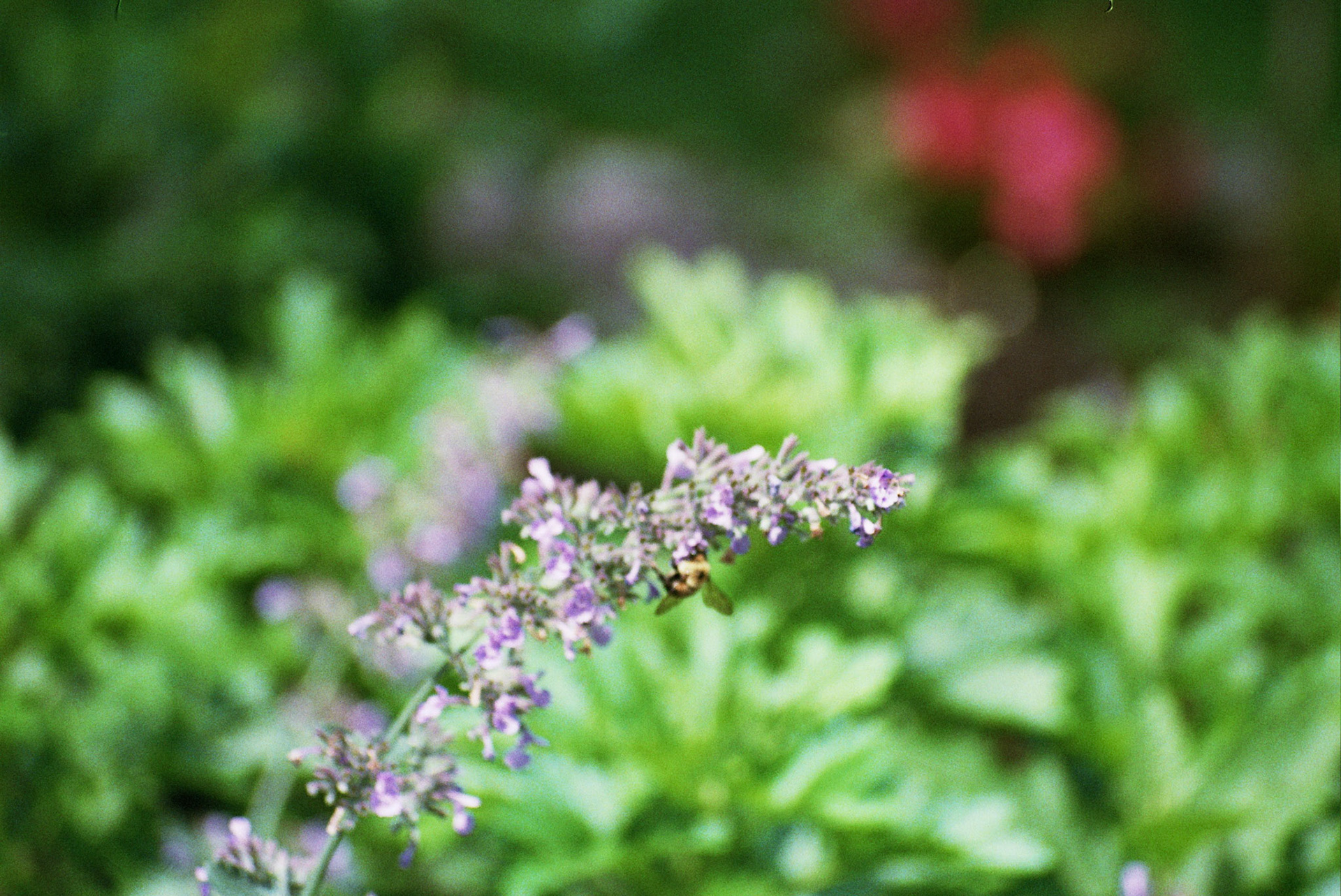 Autosave-File vom d-lab2/3 der AgfaPhoto GmbH