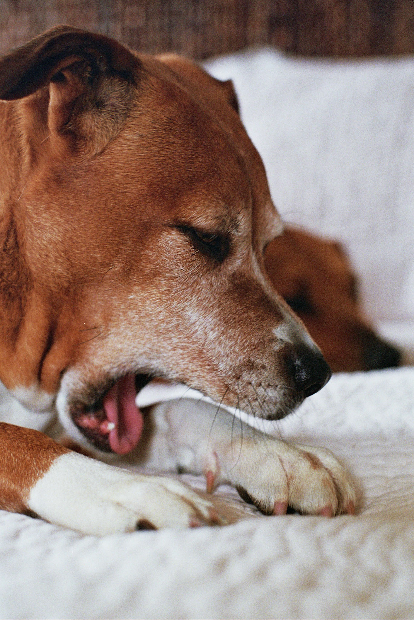 Autosave-File vom d-lab2/3 der AgfaPhoto GmbH