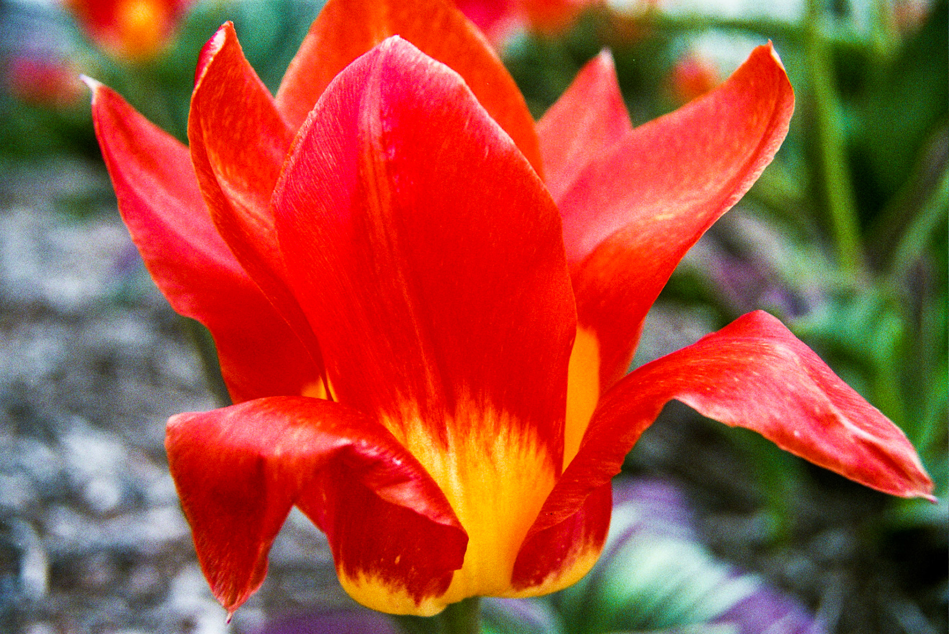 Autosave-File vom d-lab2/3 der AgfaPhoto GmbH