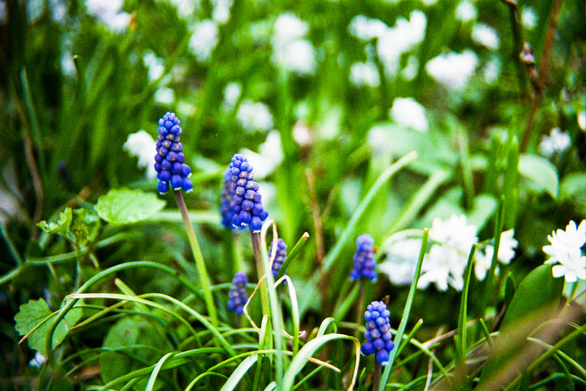 Autosave-File vom d-lab2/3 der AgfaPhoto GmbH