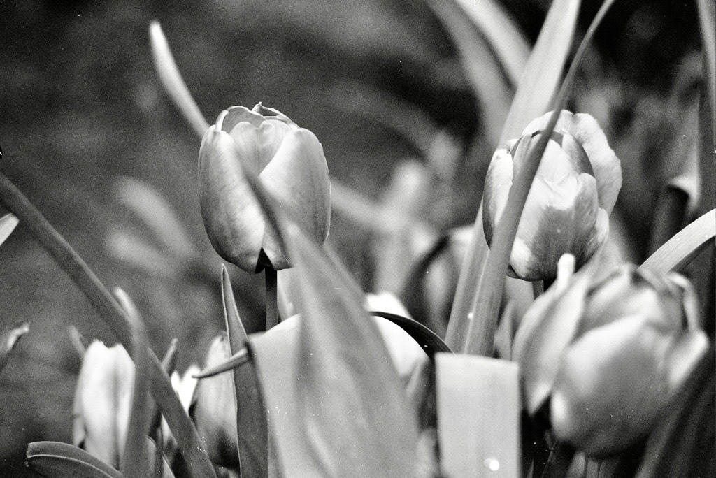 Autosave-File vom d-lab2/3 der AgfaPhoto GmbH