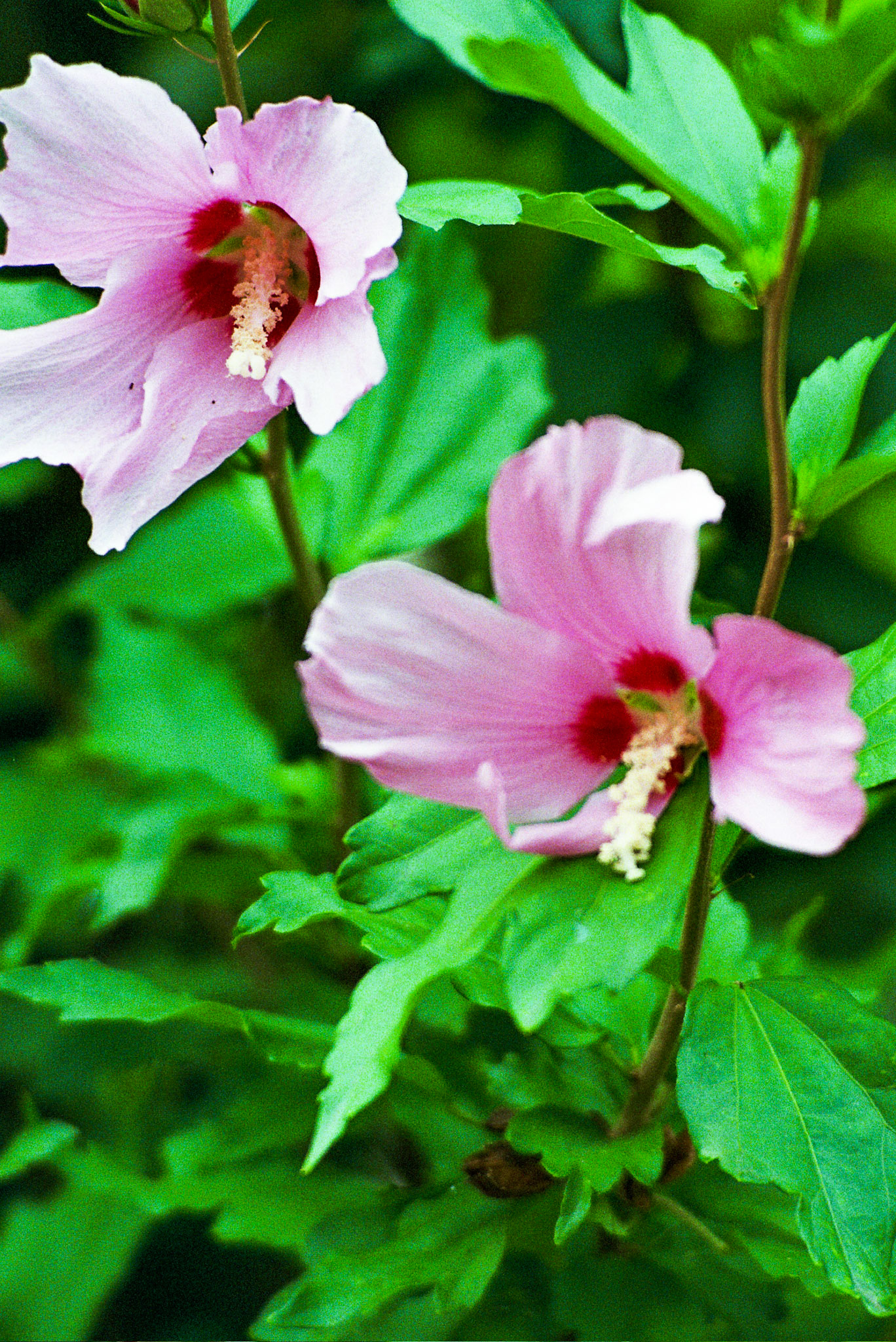 Autosave-File vom d-lab2/3 der AgfaPhoto GmbH