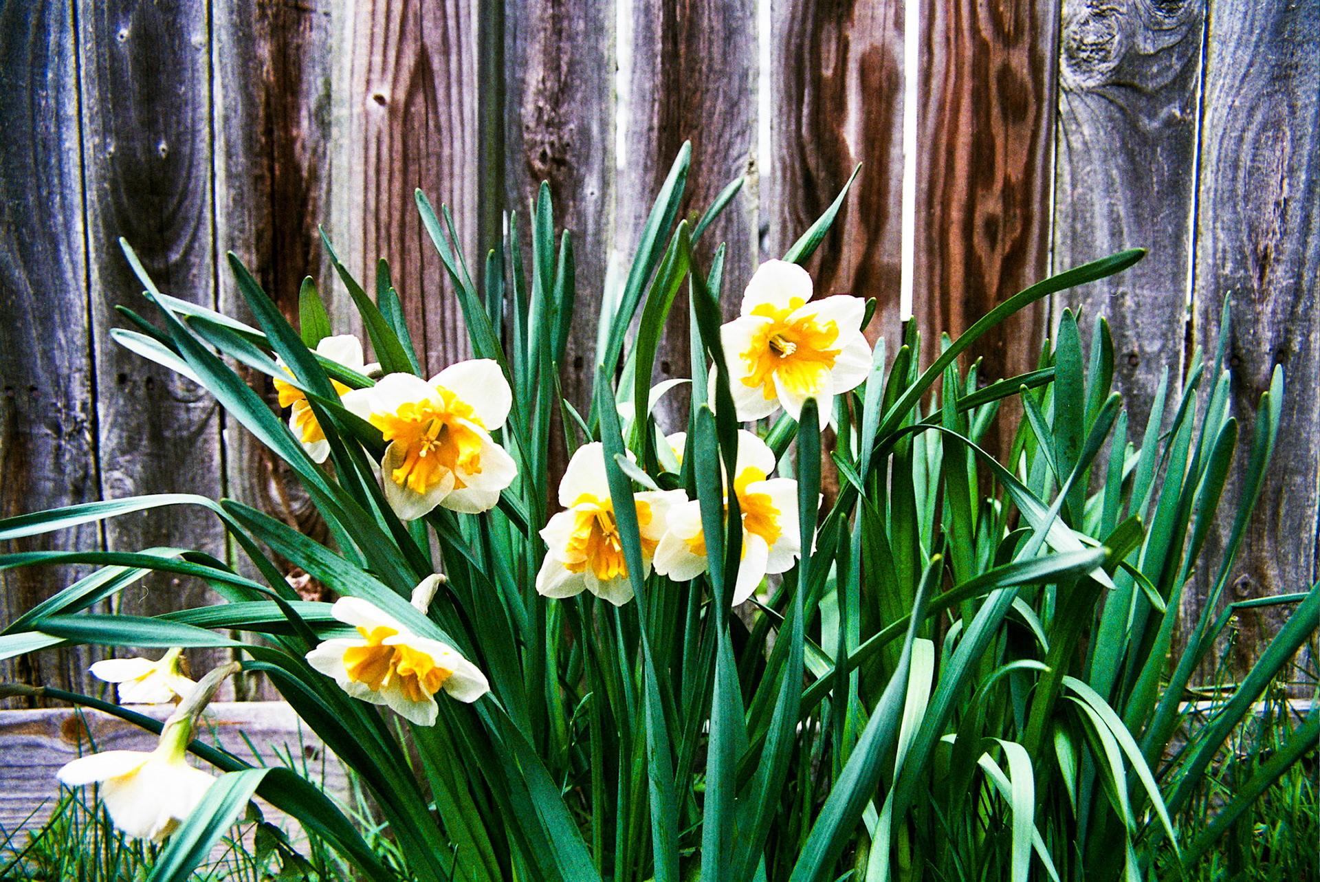 Autosave-File vom d-lab2/3 der AgfaPhoto GmbH