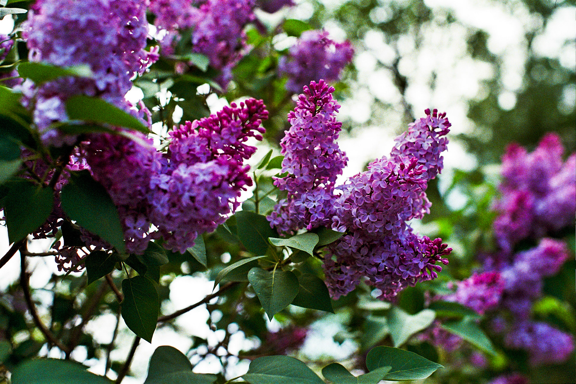 Autosave-File vom d-lab2/3 der AgfaPhoto GmbH