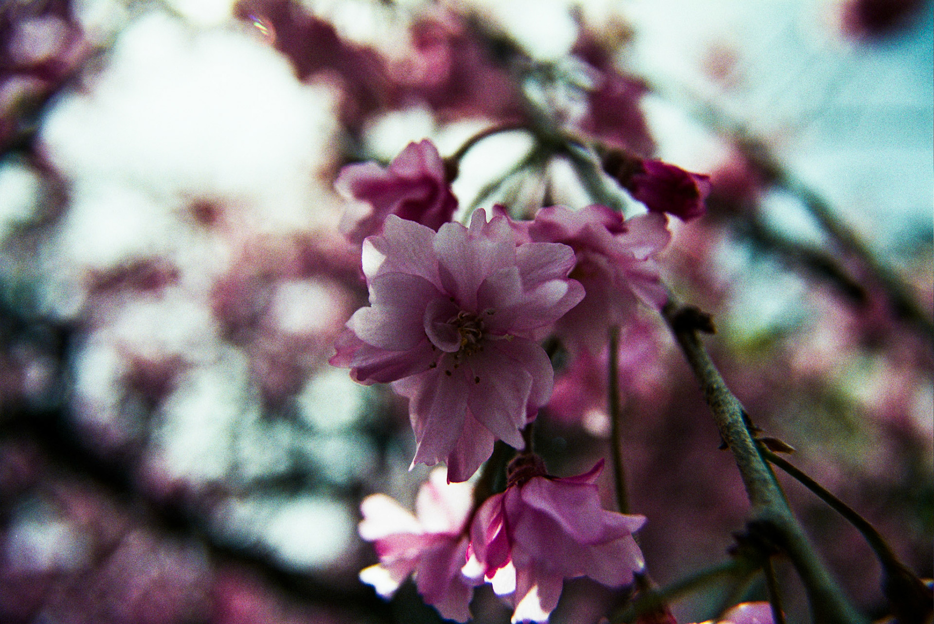 Autosave-File vom d-lab2/3 der AgfaPhoto GmbH