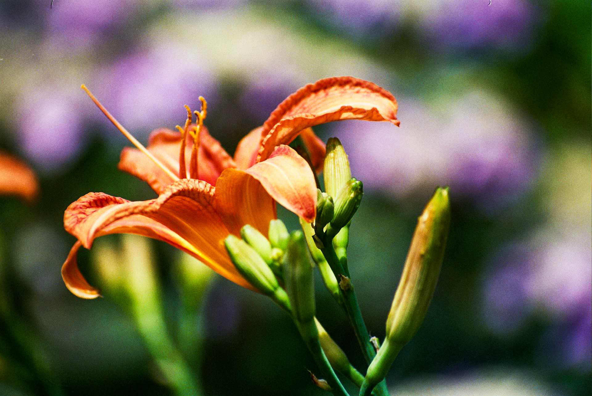 Autosave-File vom d-lab2/3 der AgfaPhoto GmbH