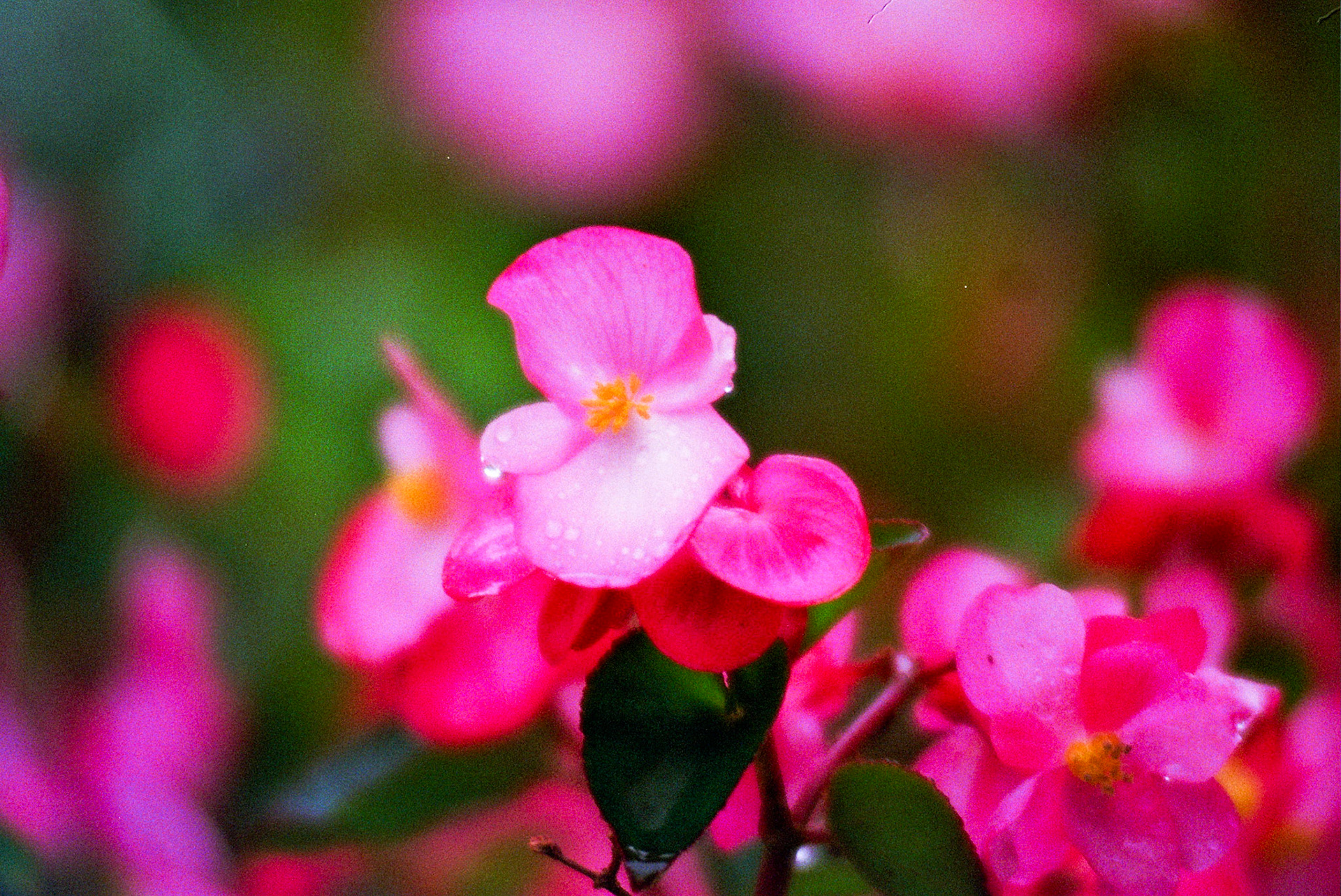 Autosave-File vom d-lab2/3 der AgfaPhoto GmbH