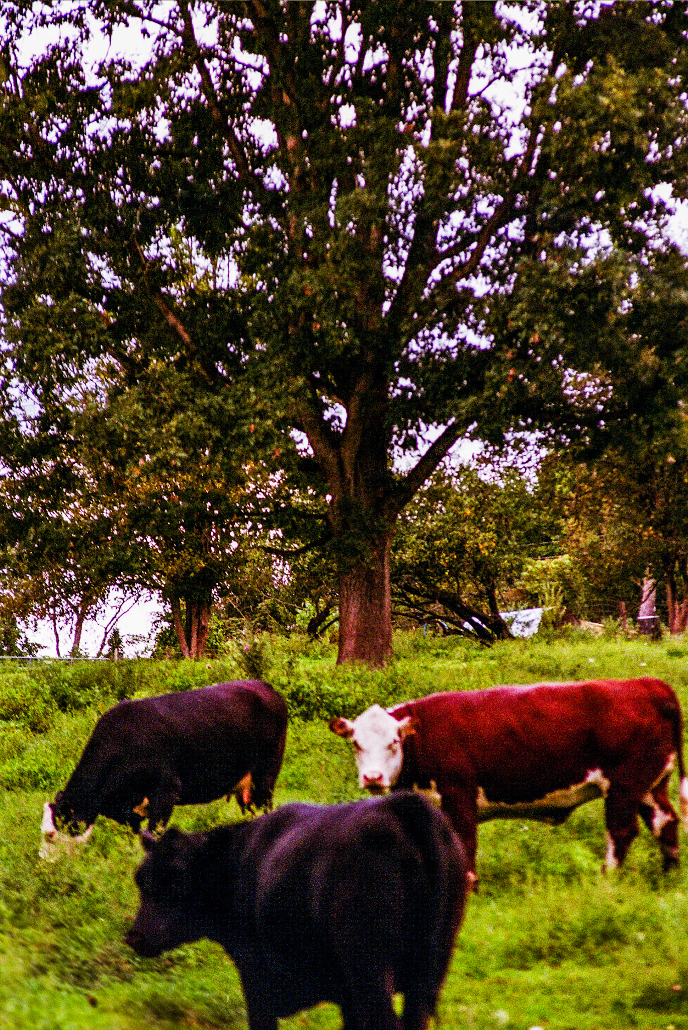 Autosave-File vom d-lab2/3 der AgfaPhoto GmbH