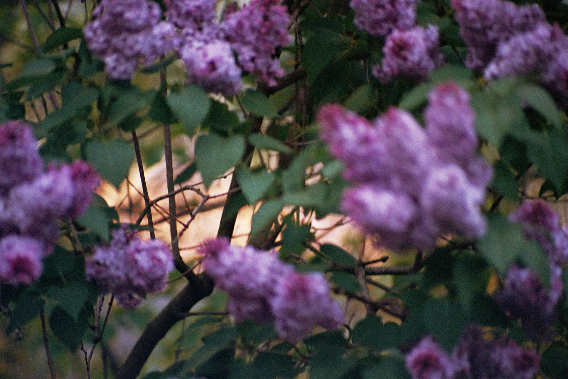 Autosave-File vom d-lab2/3 der AgfaPhoto GmbH