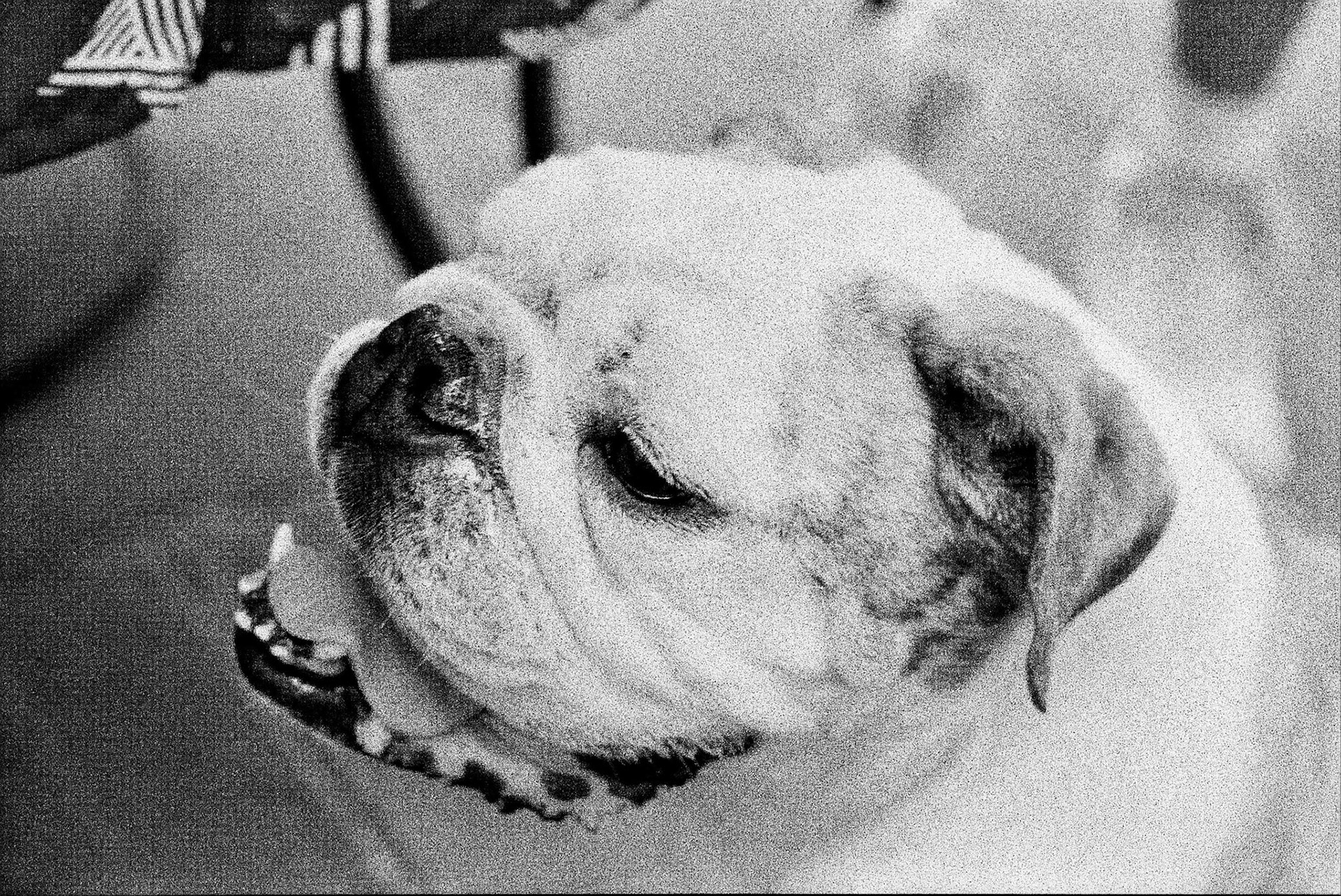 Autosave-File vom d-lab2/3 der AgfaPhoto GmbH