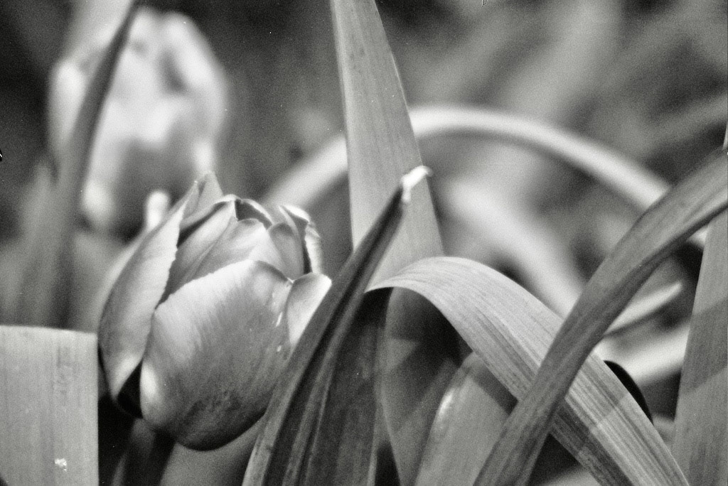 Autosave-File vom d-lab2/3 der AgfaPhoto GmbH