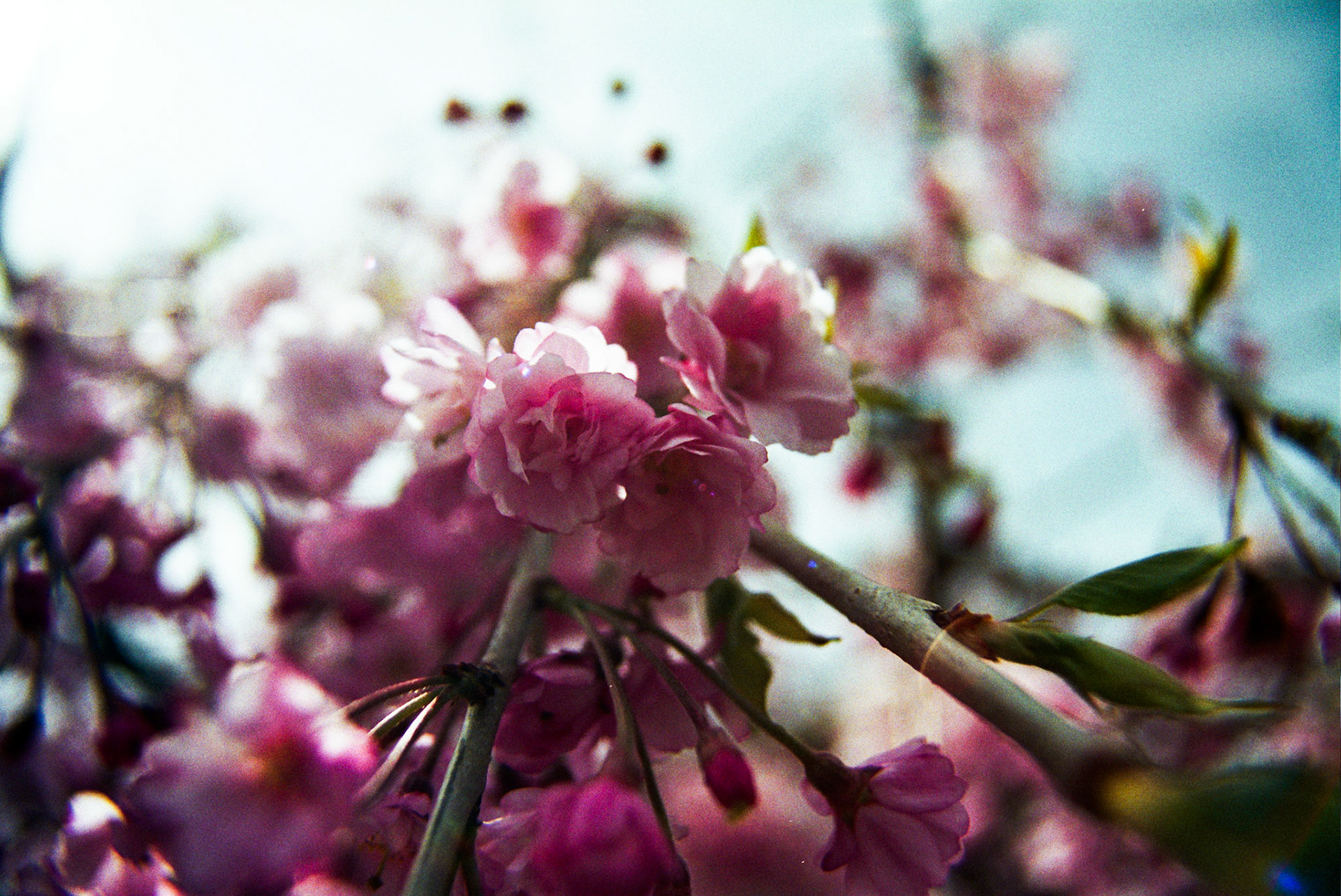 Autosave-File vom d-lab2/3 der AgfaPhoto GmbH