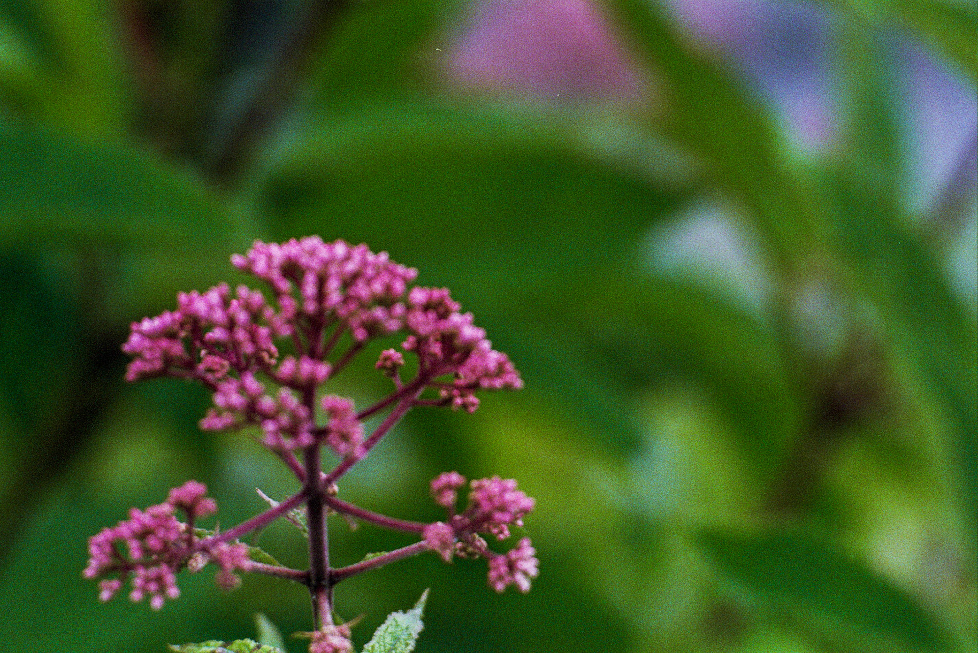 Autosave-File vom d-lab2/3 der AgfaPhoto GmbH
