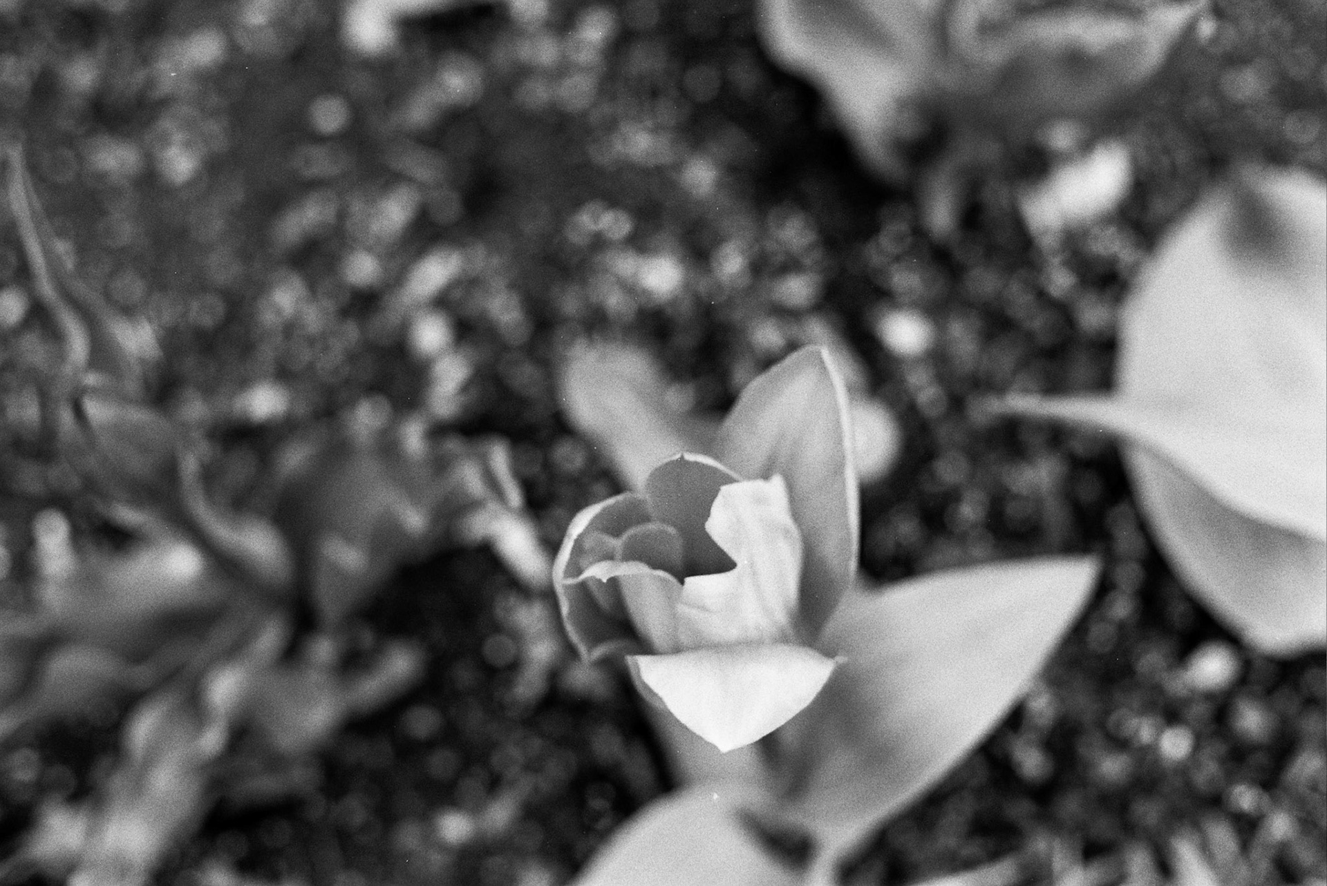 Autosave-File vom d-lab2/3 der AgfaPhoto GmbH