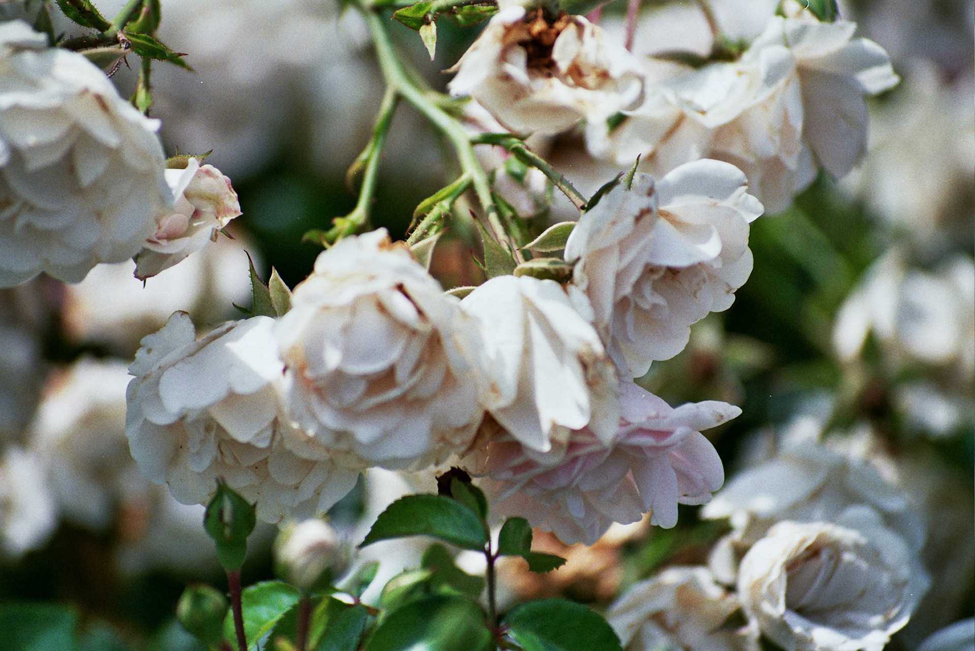 Autosave-File vom d-lab2/3 der AgfaPhoto GmbH