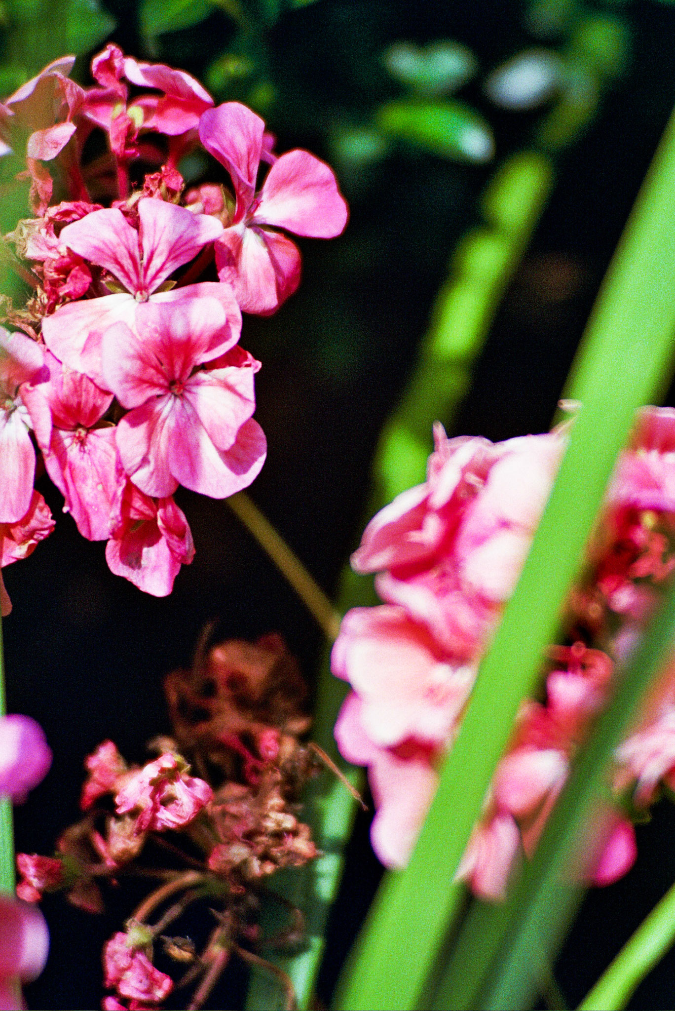 Autosave-File vom d-lab2/3 der AgfaPhoto GmbH