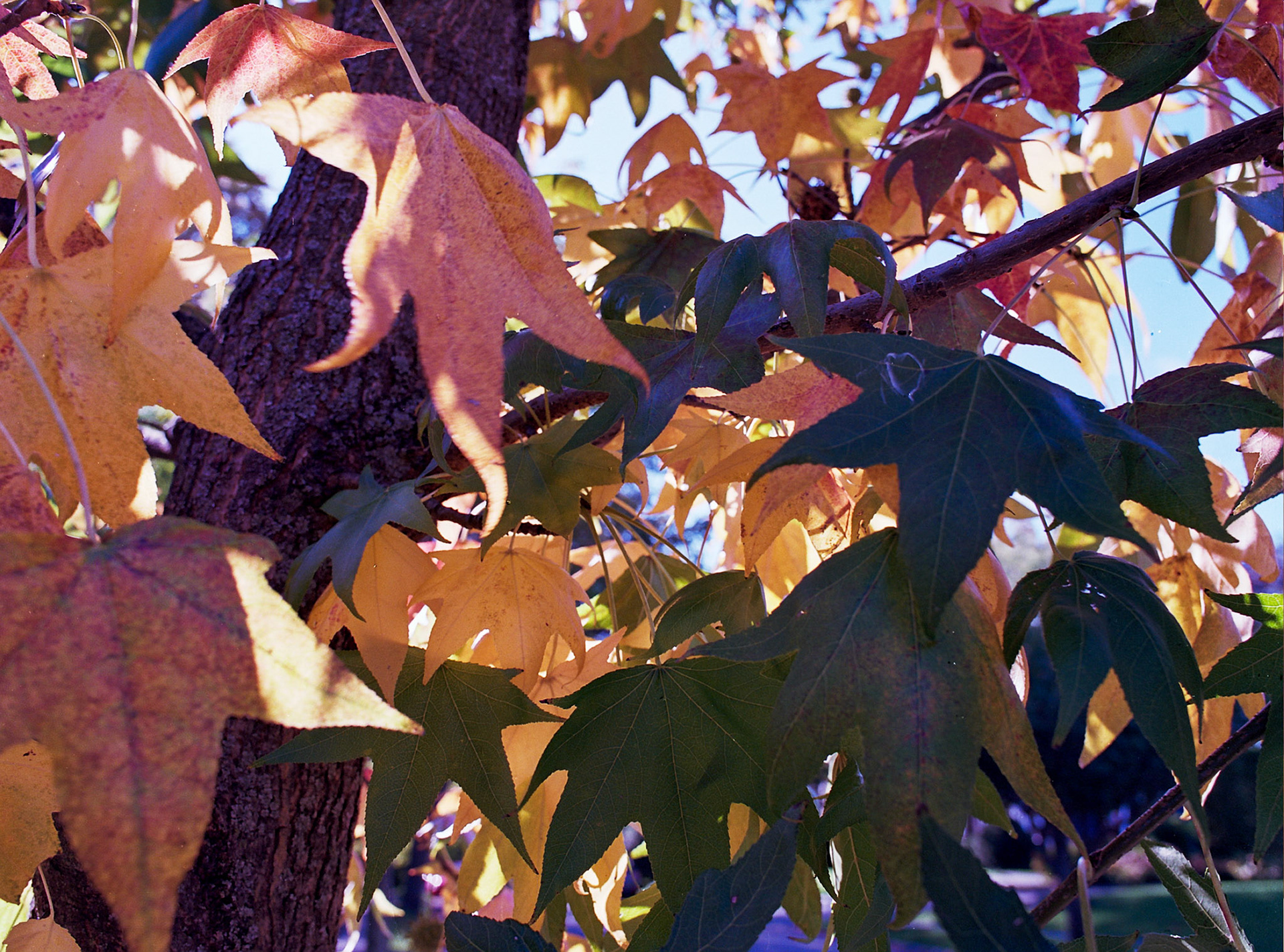 Autosave-File vom d-lab2/3 der AgfaPhoto GmbH