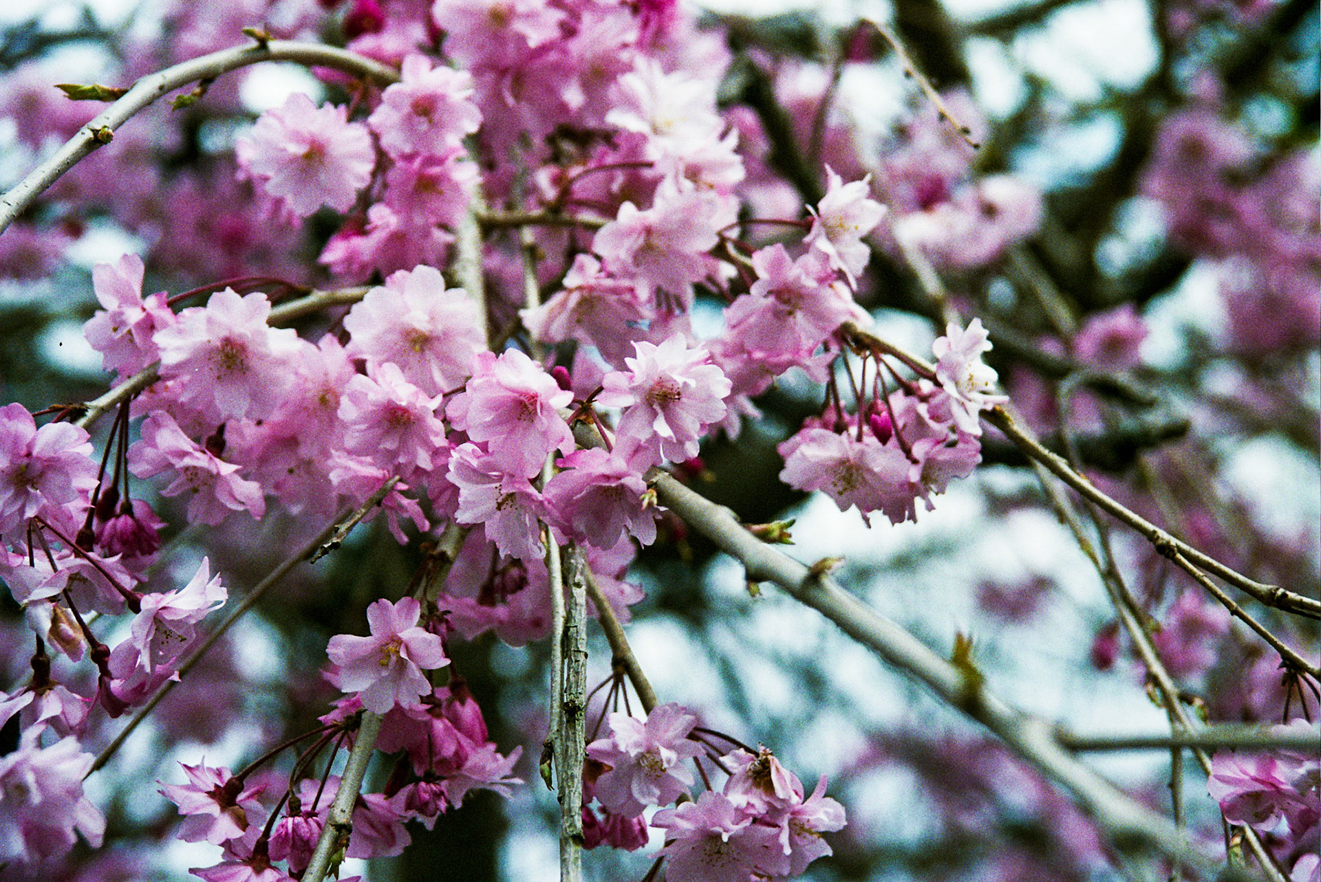 Autosave-File vom d-lab2/3 der AgfaPhoto GmbH