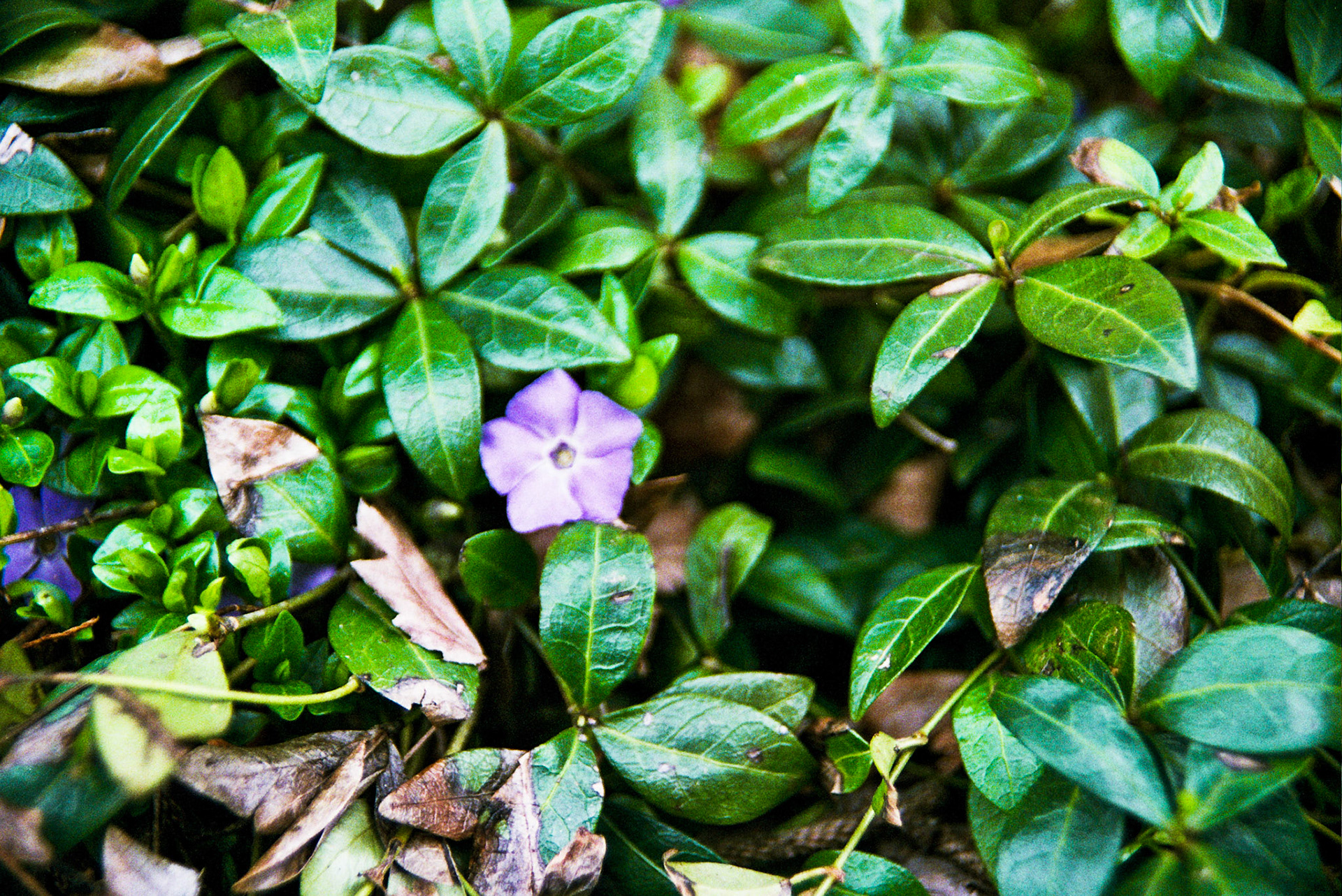 Autosave-File vom d-lab2/3 der AgfaPhoto GmbH