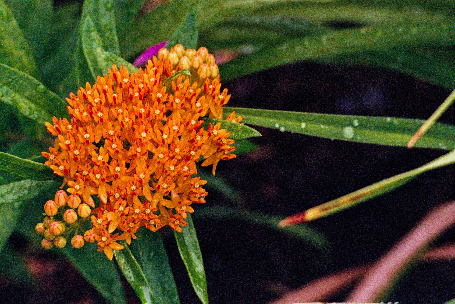 Autosave-File vom d-lab2/3 der AgfaPhoto GmbH