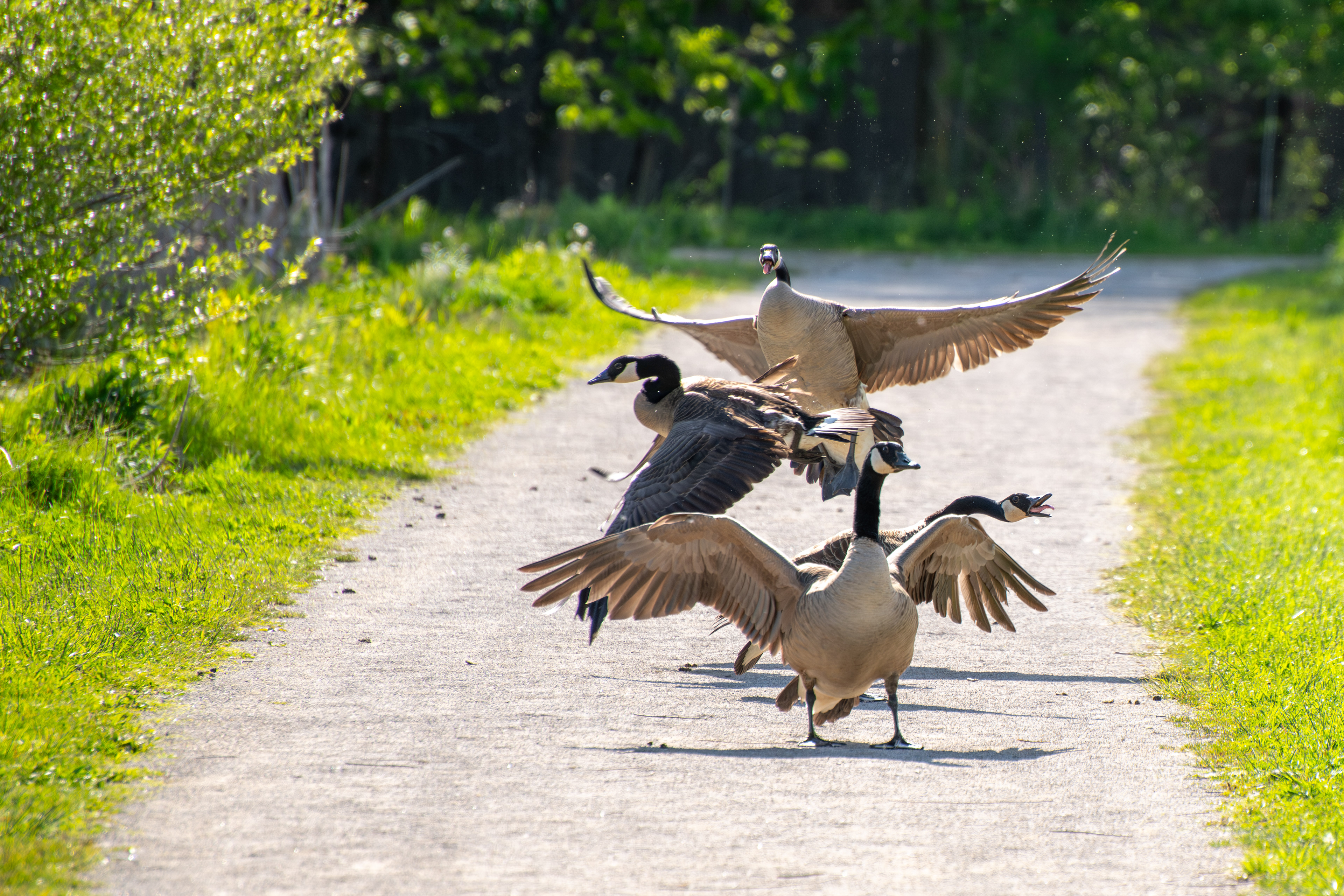May 2026 | Canada Geese exhibiting territory dispute at Sandy Ridge Reservation in North Ridgeville, Ohio 