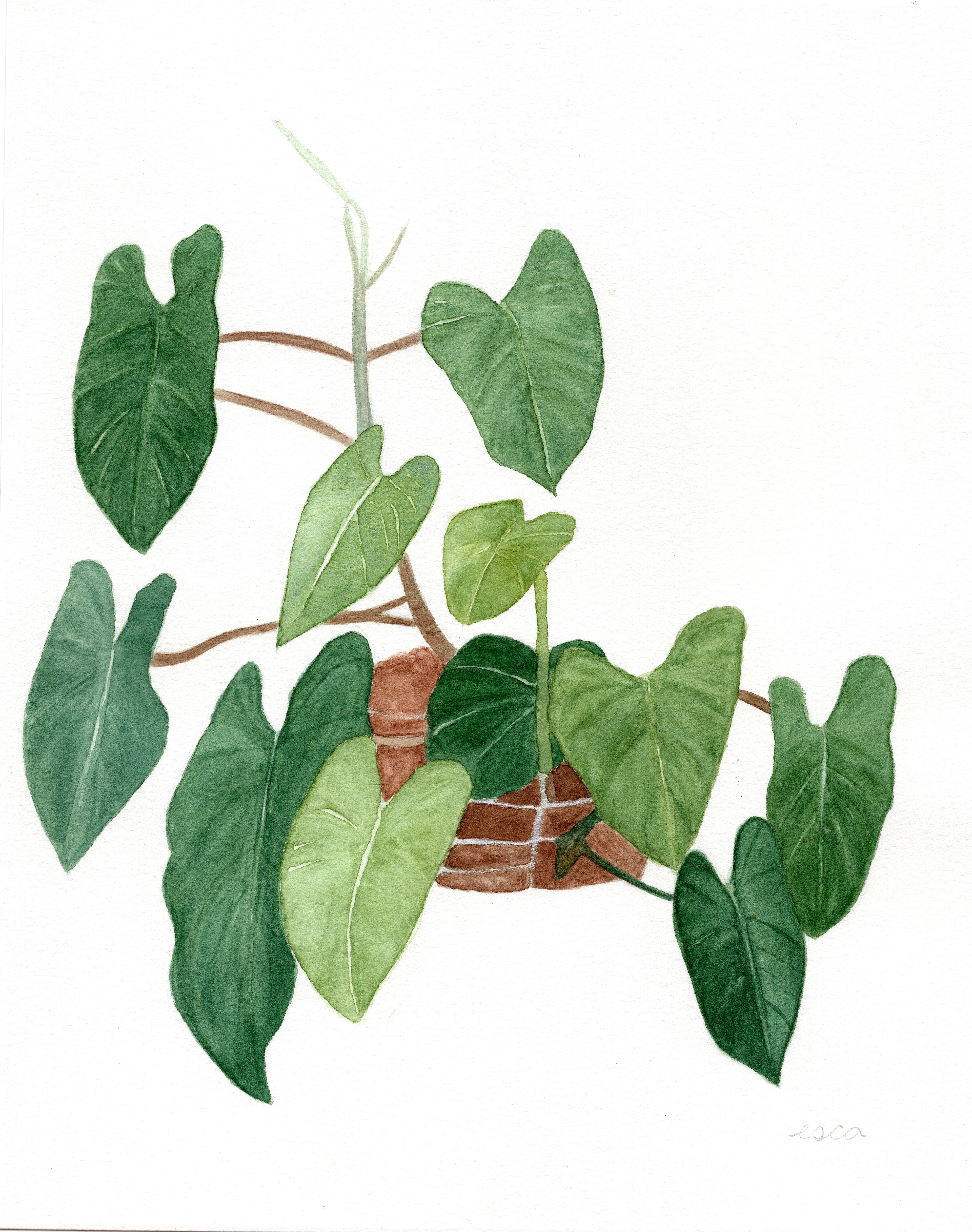 Philodendron
